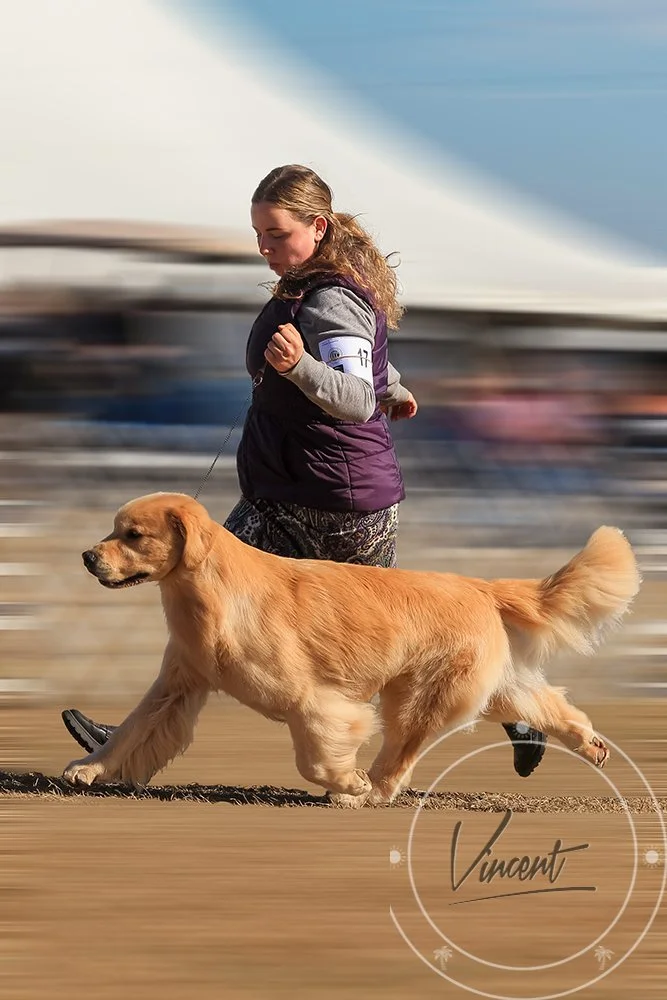 VincentZ_2026_Brooksville_SAT17_Golden_1819_MotionArt_SM.jpg