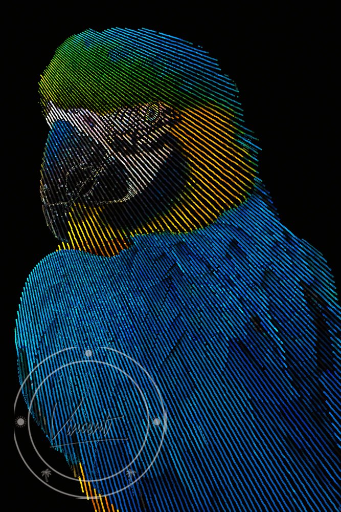 VincentZ_2023_FL_Orlando_Macaw_Blue_SM.jpg