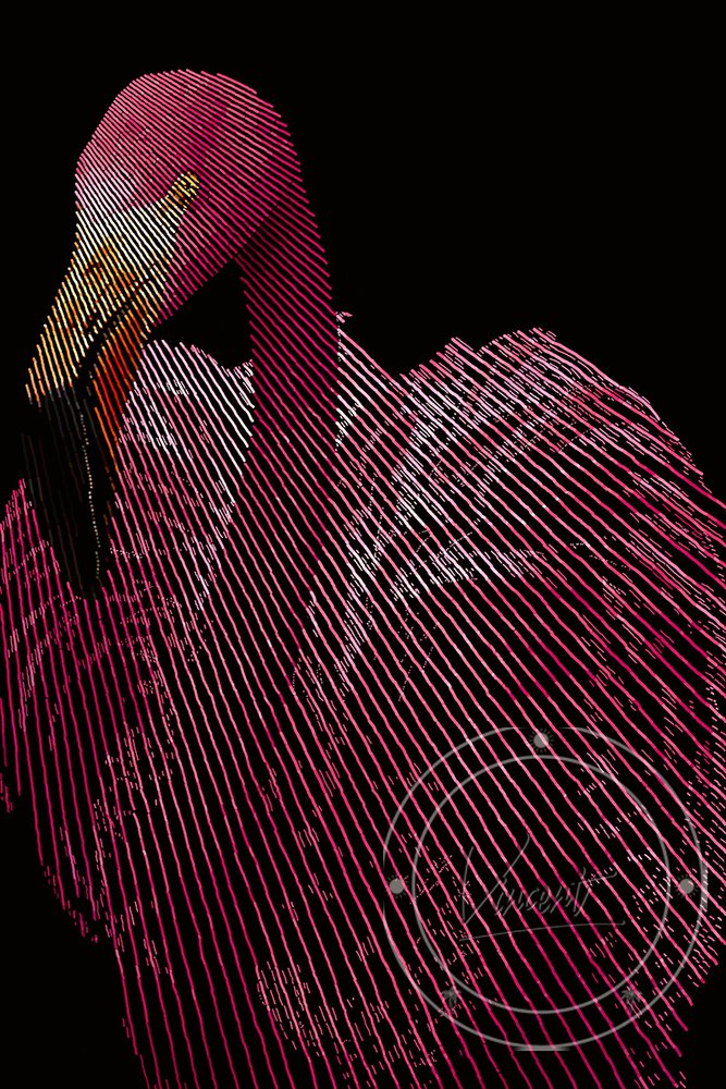 VincentZ_Orlando_2023_Flamingo_Pink_V1_SM.jpg