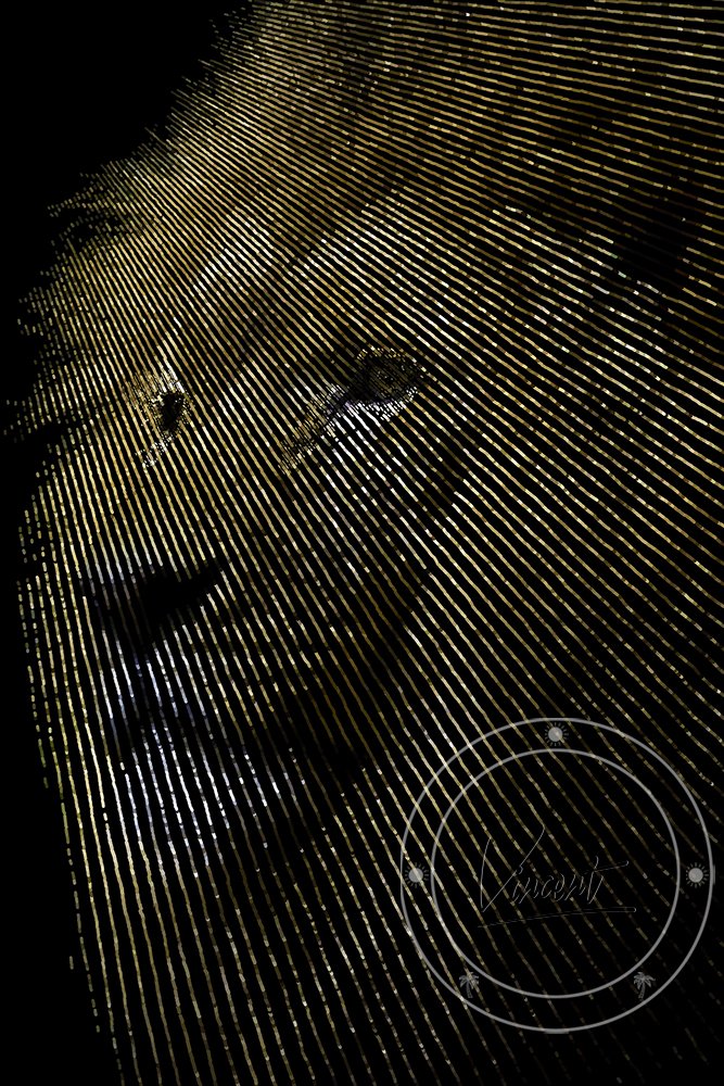 VincentZ_2023_Orlando_Lion_SM.jpg