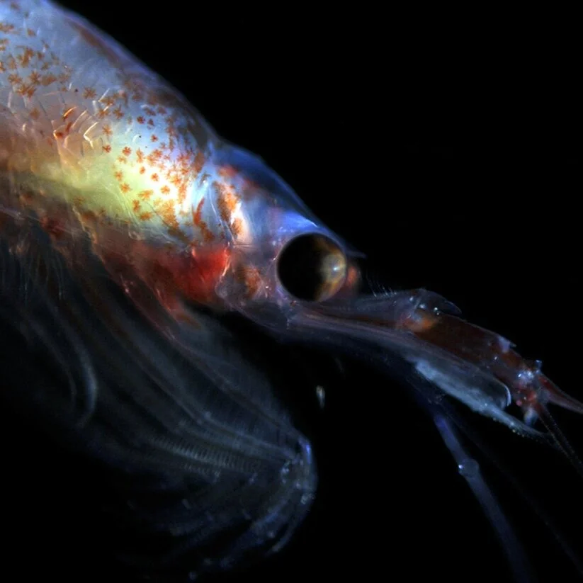 Micro species with macro effect