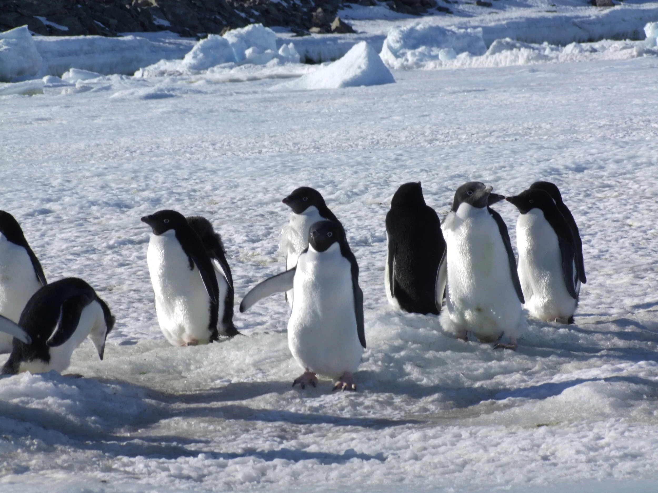 Antarctic Science Foundation farewells inaugural Executive Director