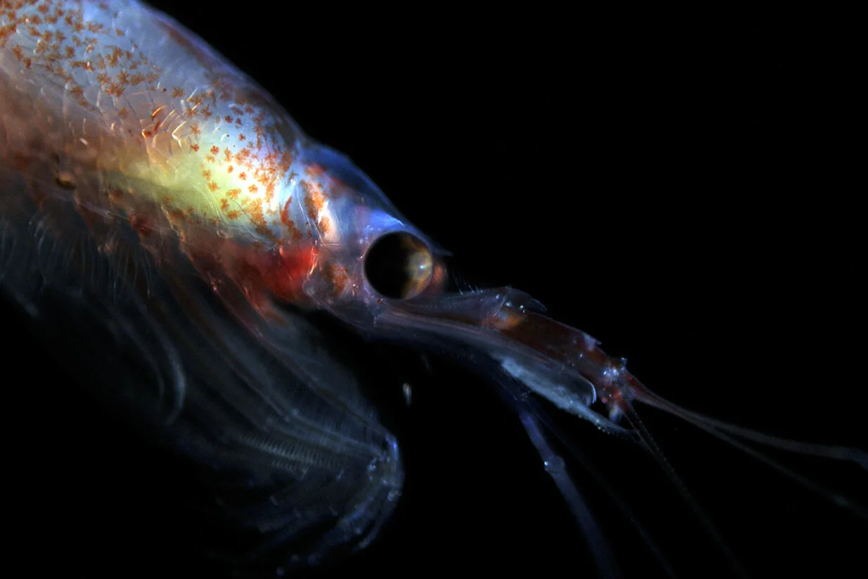 Krill matters: the TEMPO voyage is underway!