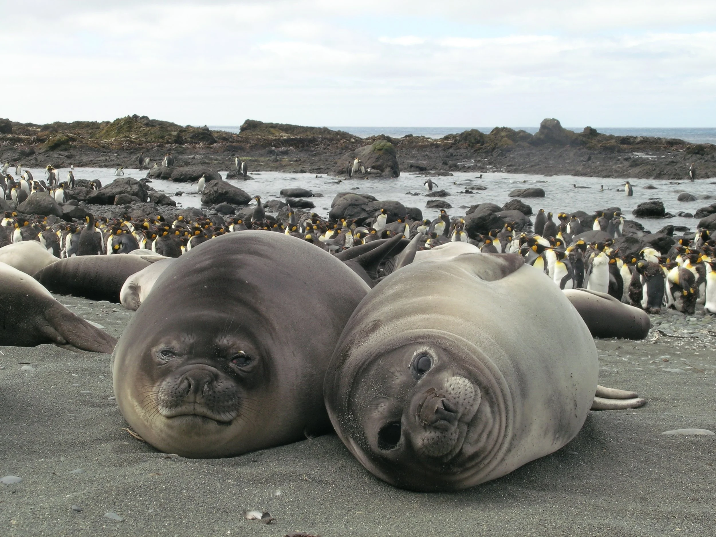 Protecting Antarctic Wildlife Antarctic Science Foundation protecting-antarctic-wildlife-antarctic-science-foundation