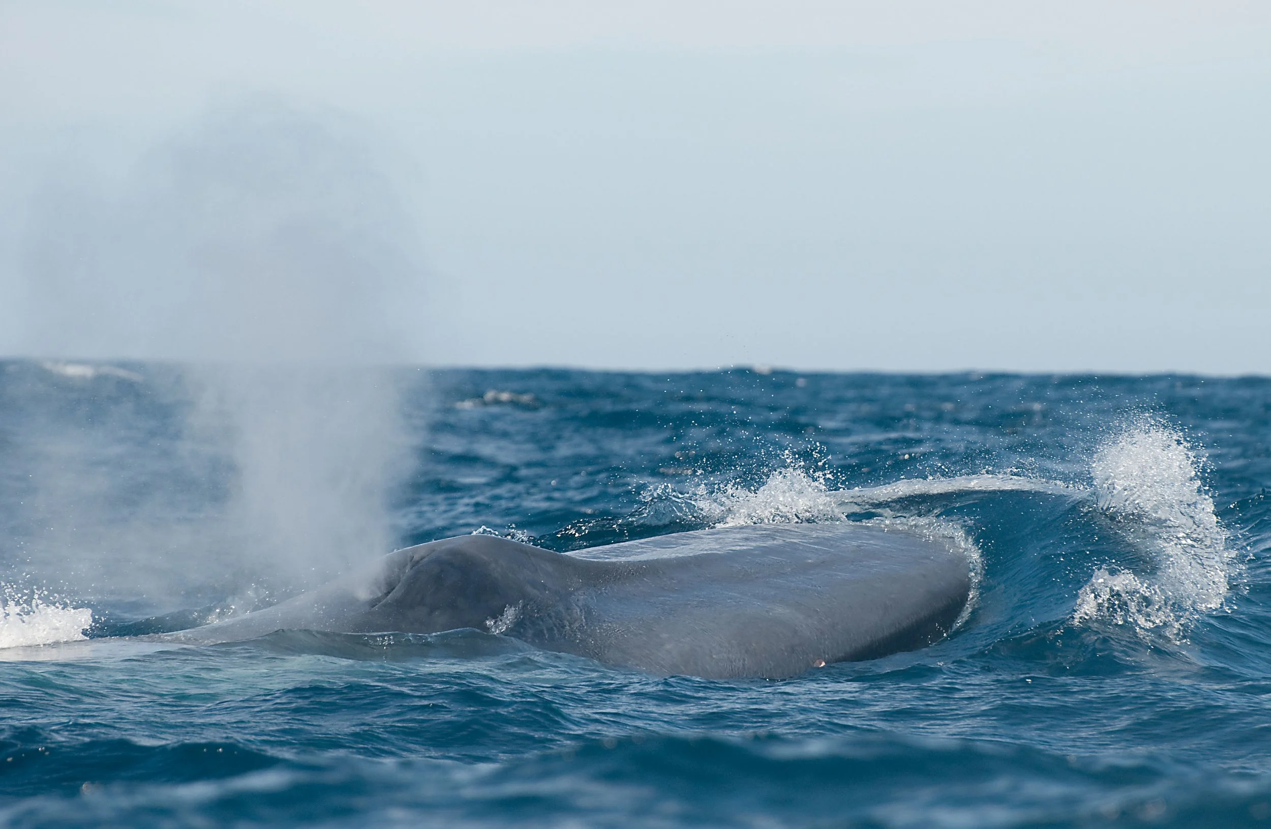 Australian Antarctic Division listening in on critically endangered blue whales in Southern Ocean