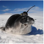 Tagging seals with sensors helps scientists track ocean currents and a changing climate