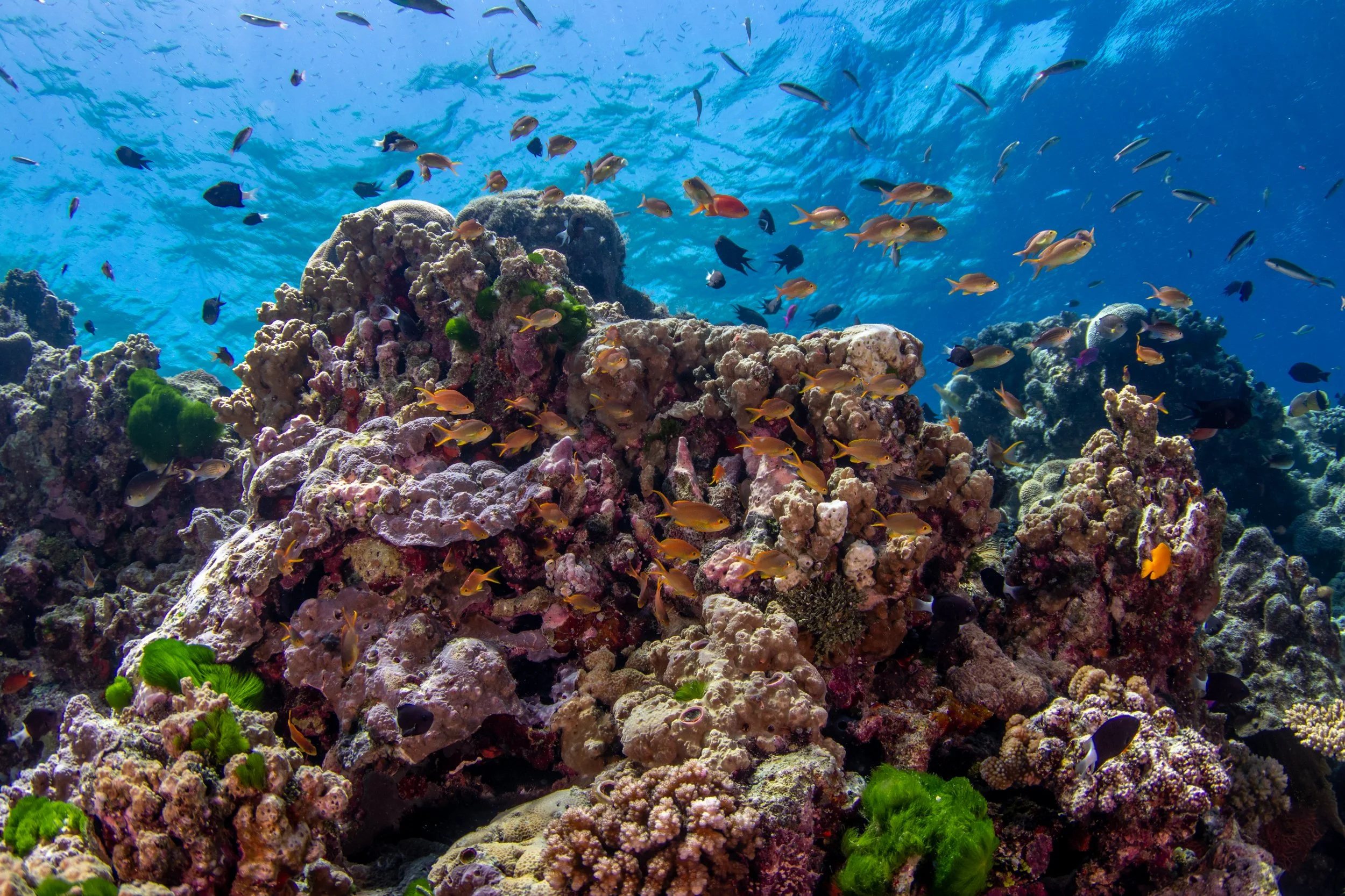 Solomon_Islands_2026-101.jpg