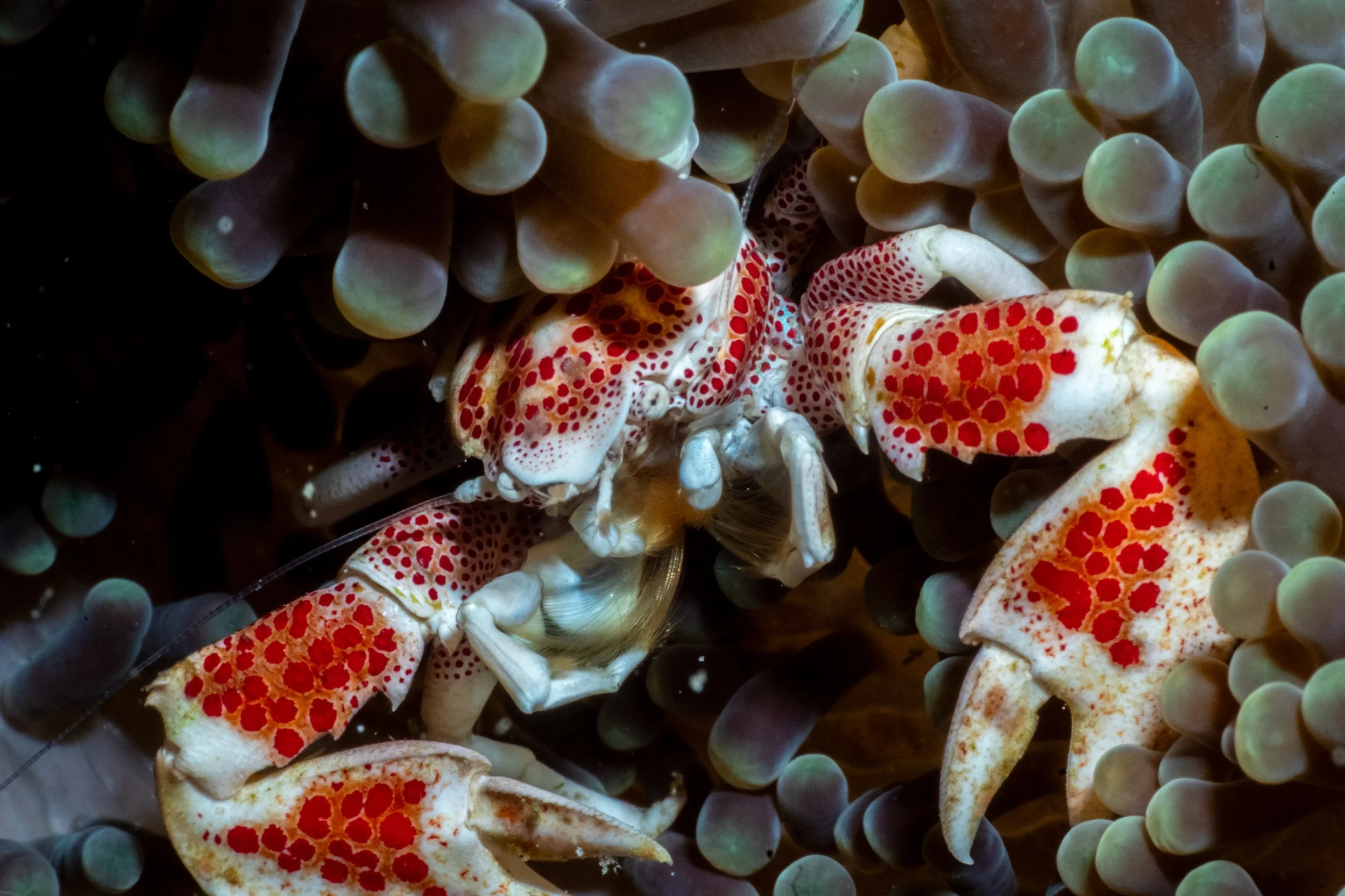 Solomon_Islands_2026-026.jpg