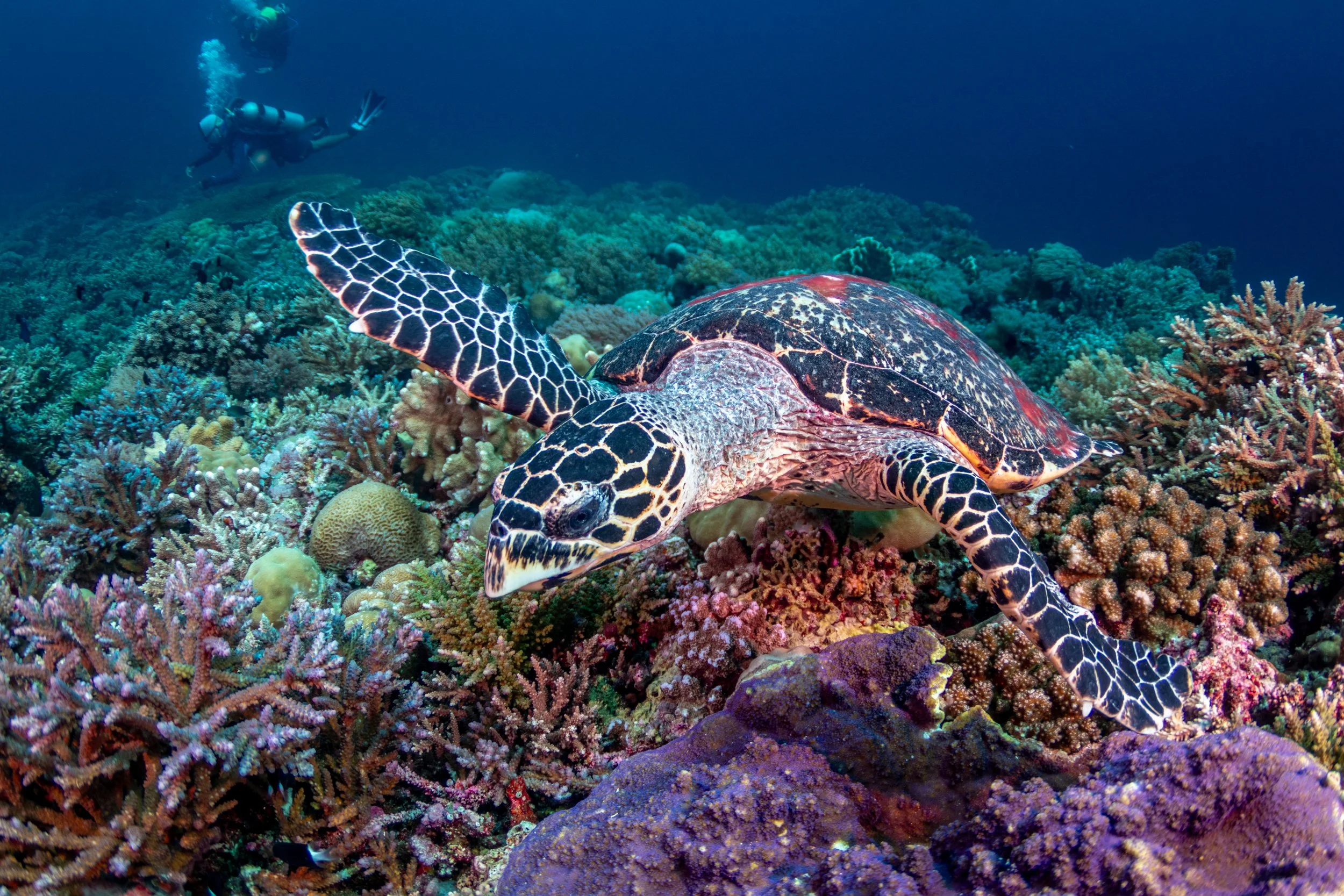 TUBBATAHA - 2025-03 