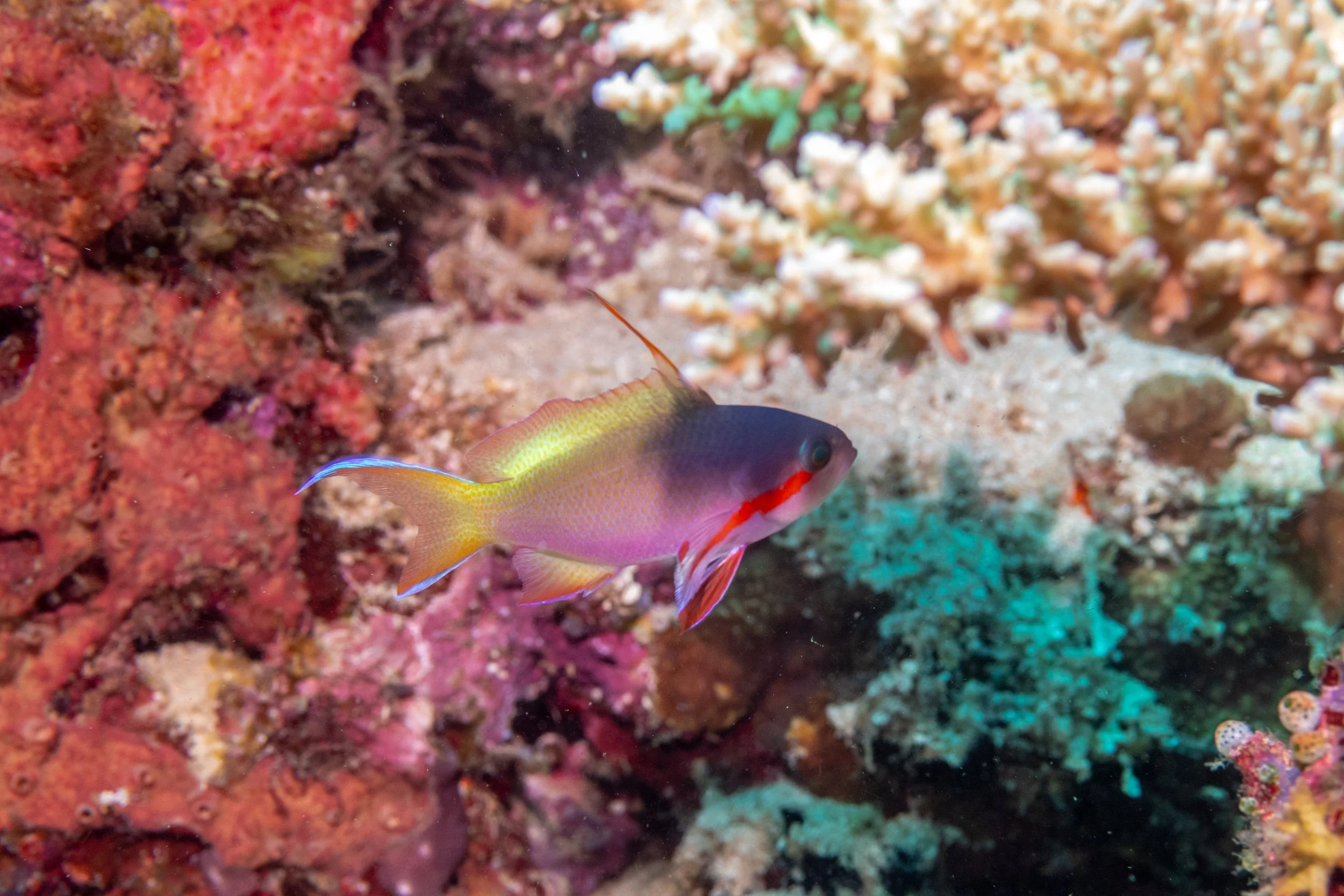 Solomon_Islands_2026-025.jpg