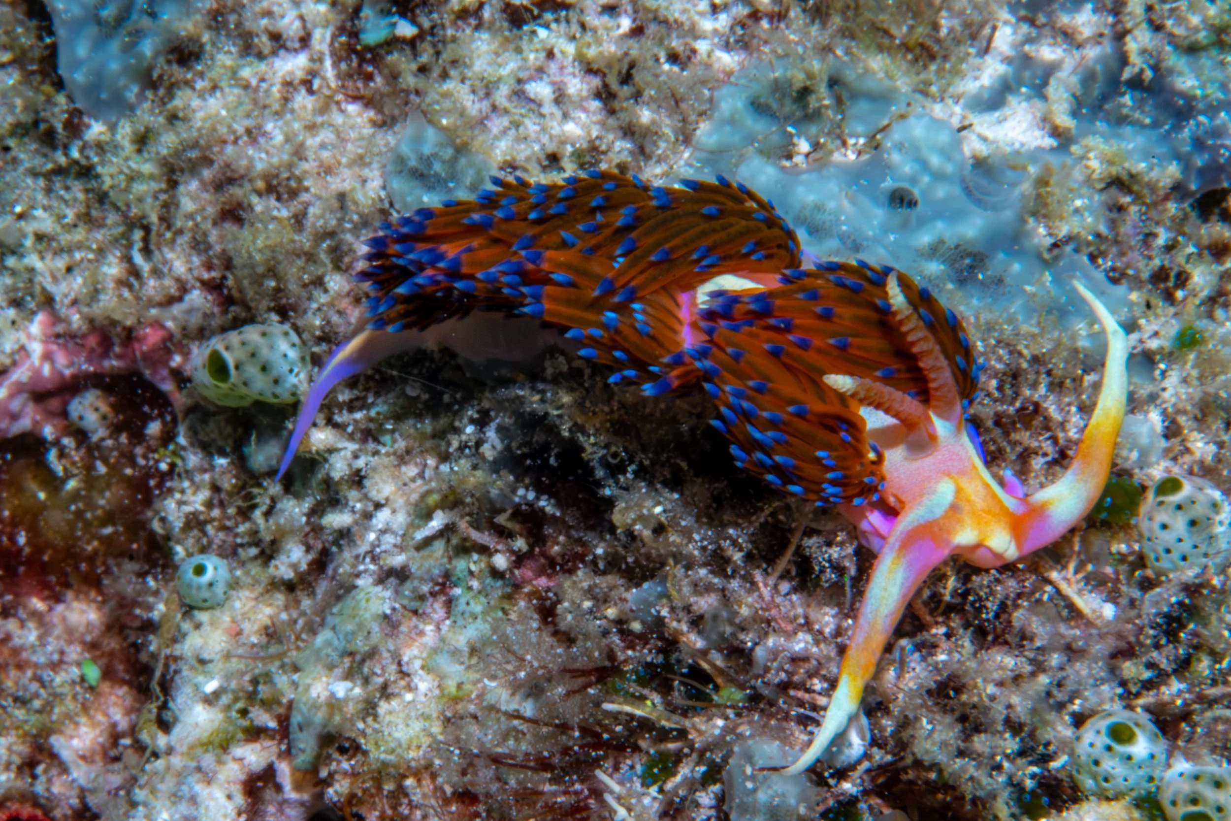 Solomon_Islands_2026-033.jpg