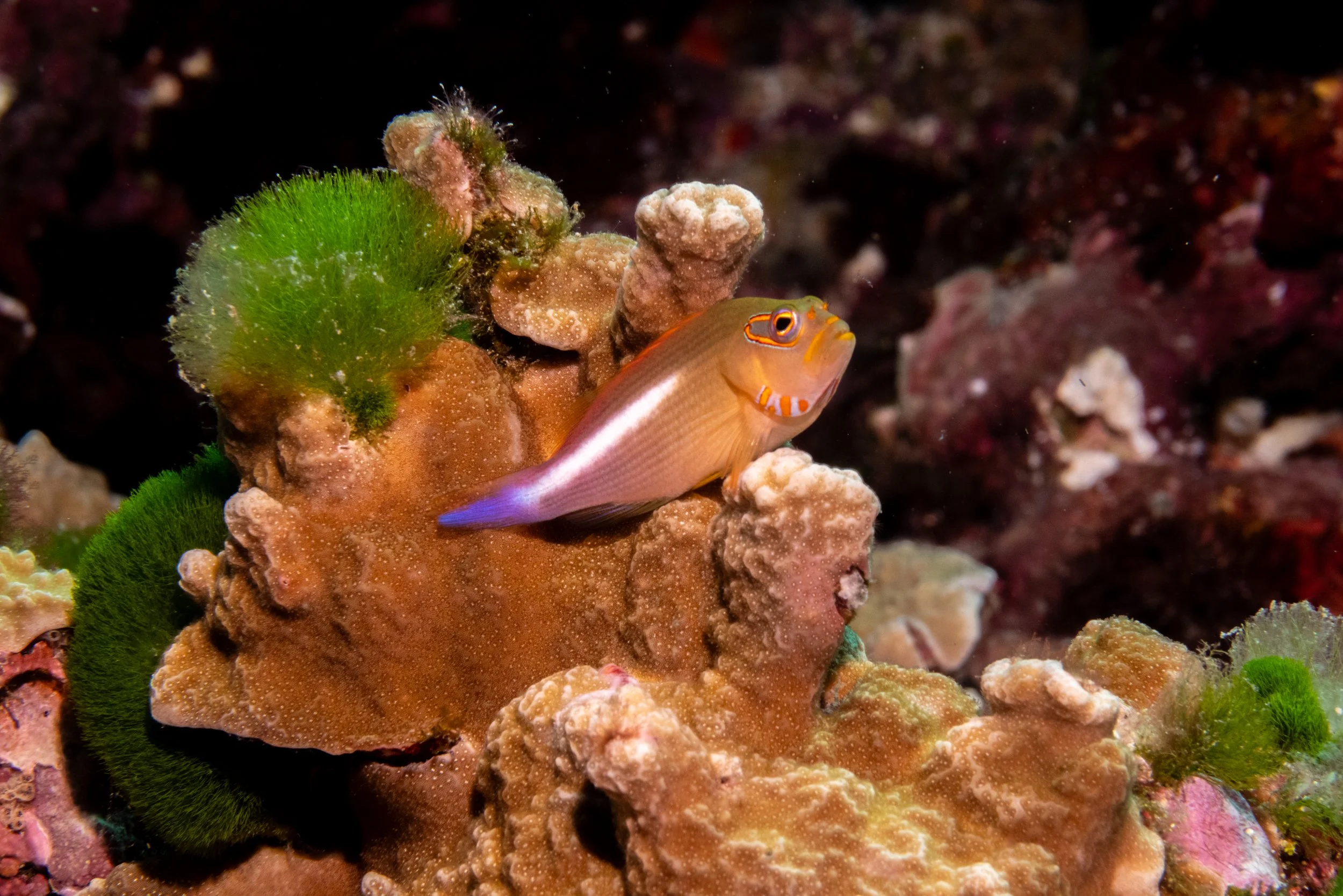 Solomon_Islands_2026-067.jpg