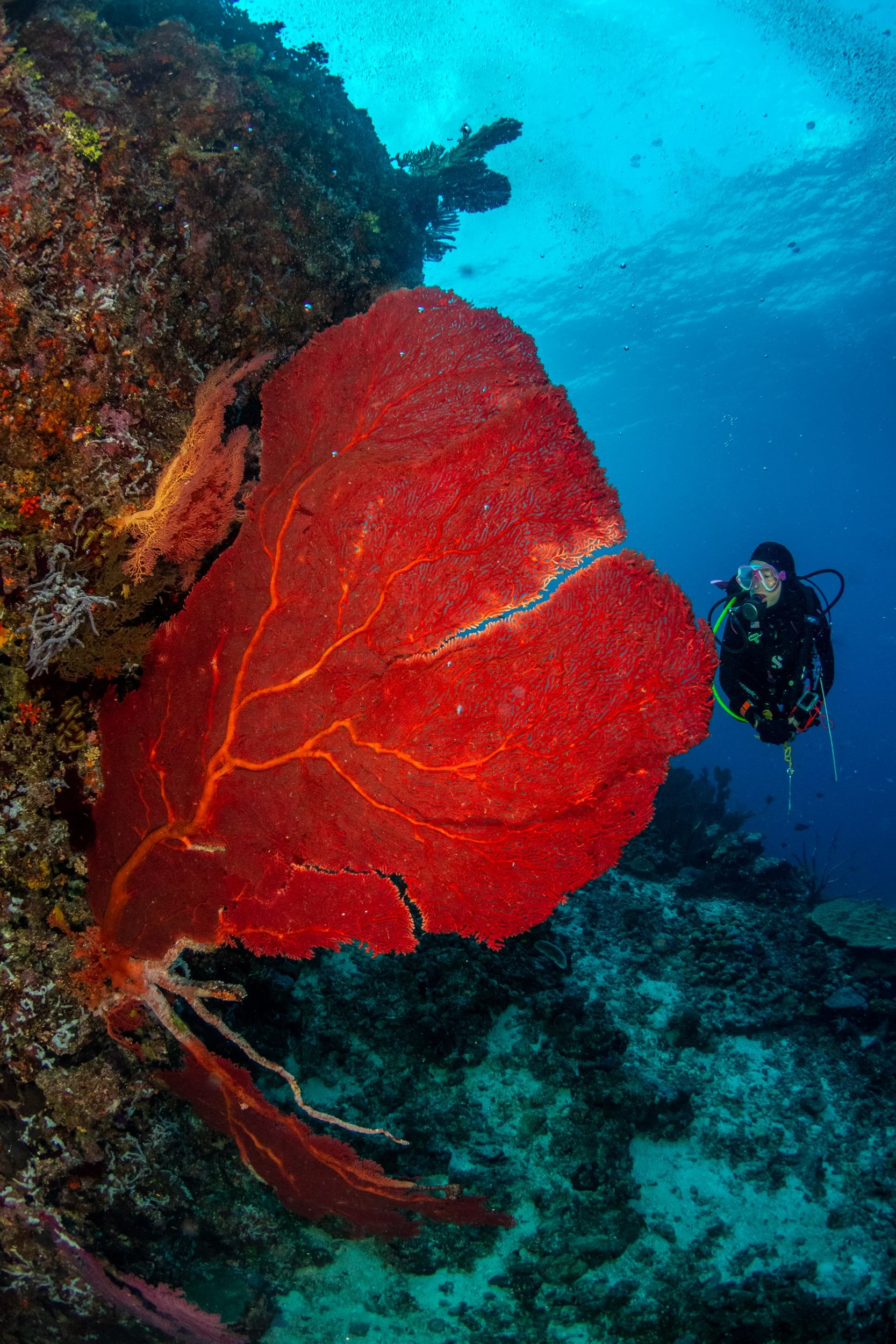 Solomon_Islands_2026-074.jpg