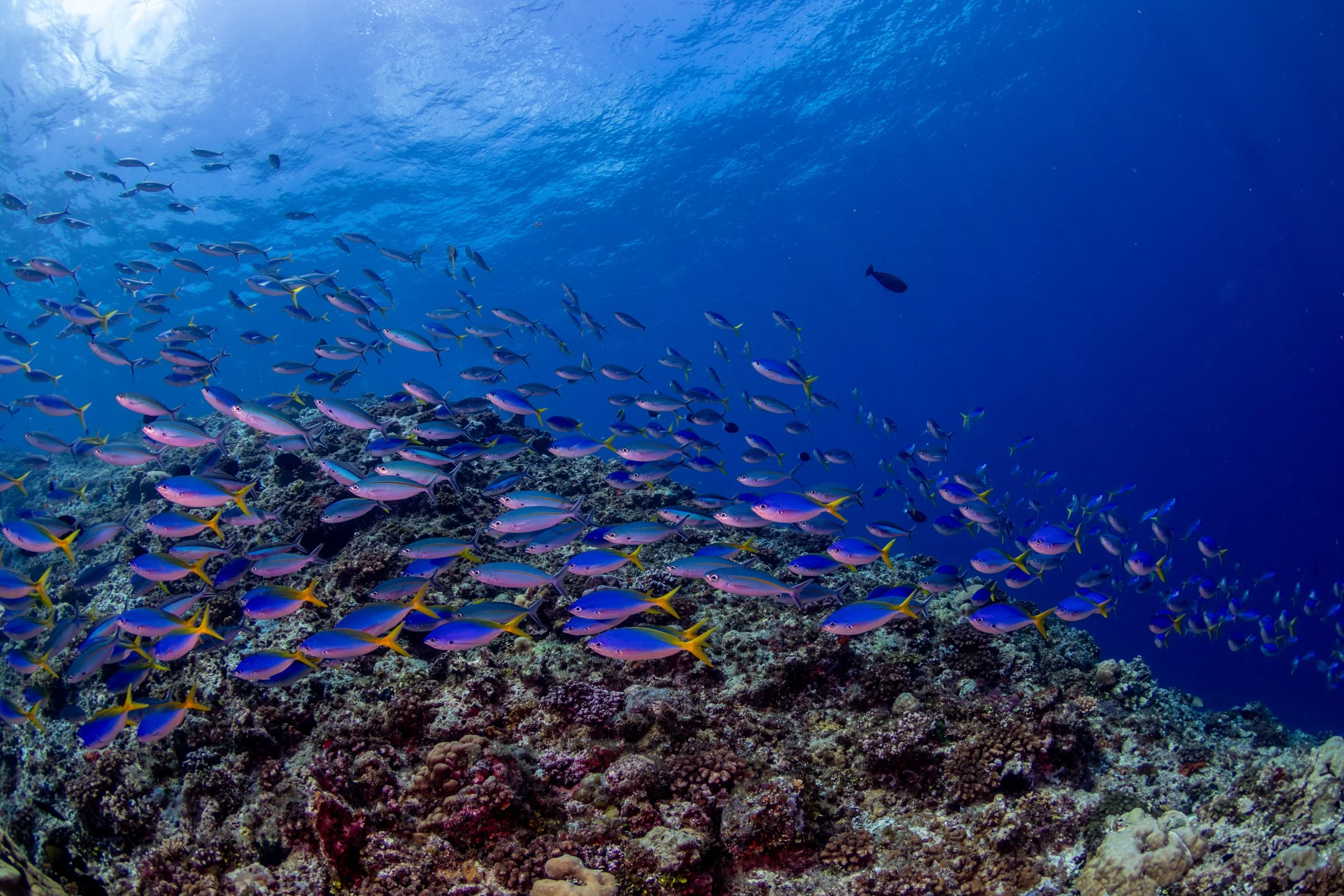 Solomon_Islands_2026-078.jpg