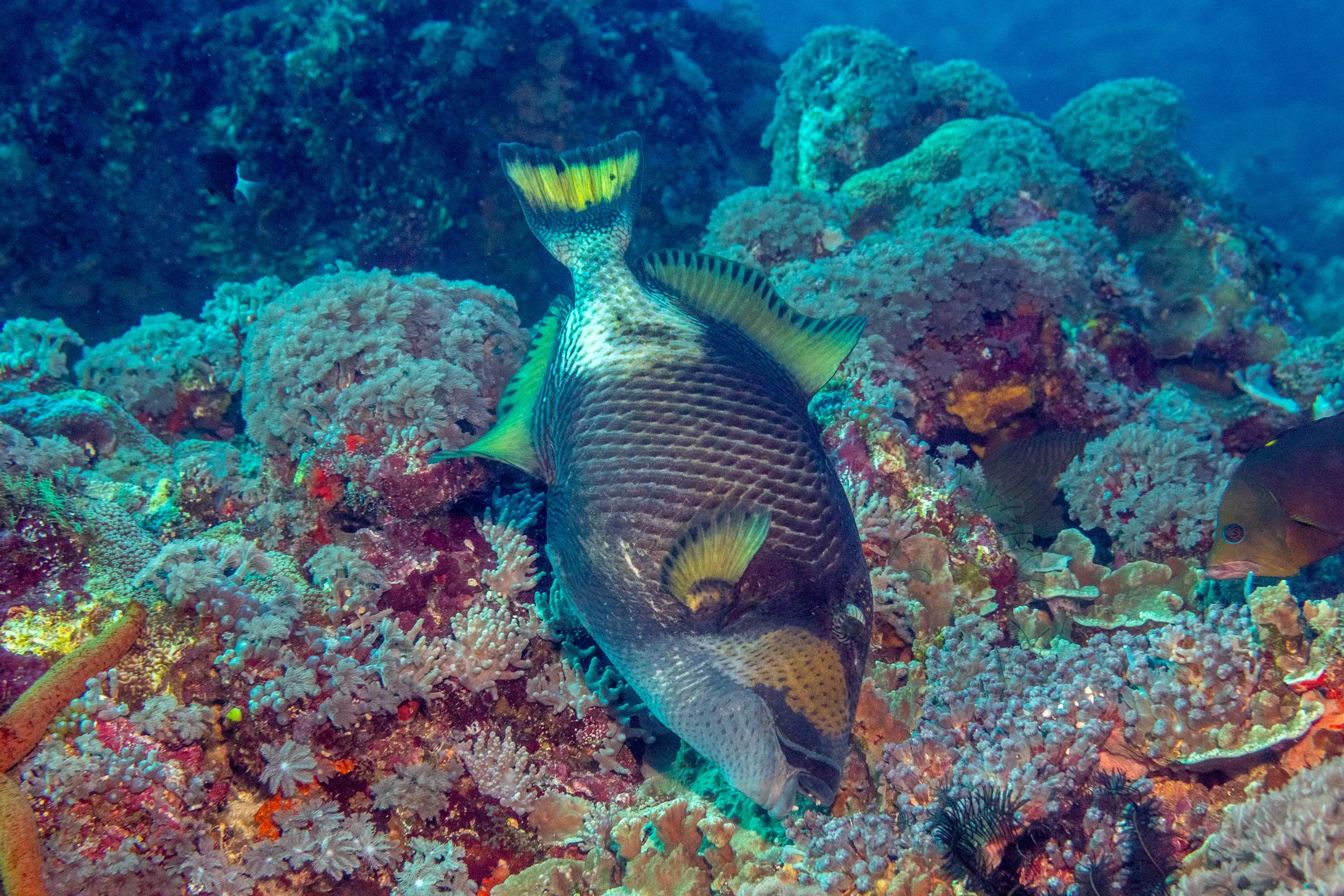 Solomon_Islands_2026-063.jpg