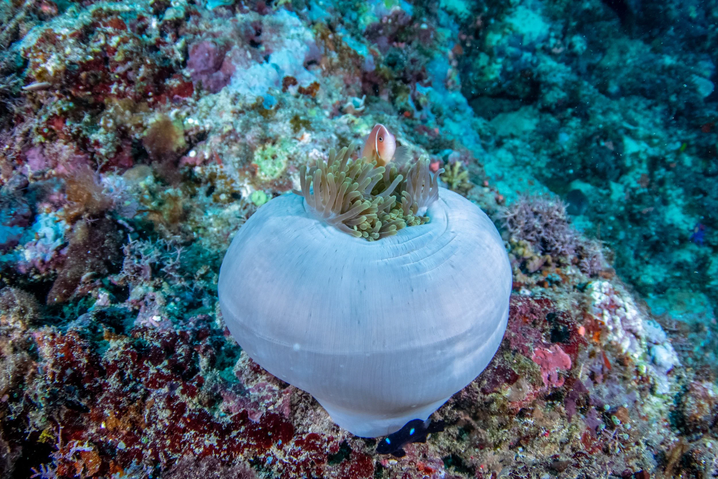 Solomon_Islands_2026-014.jpg
