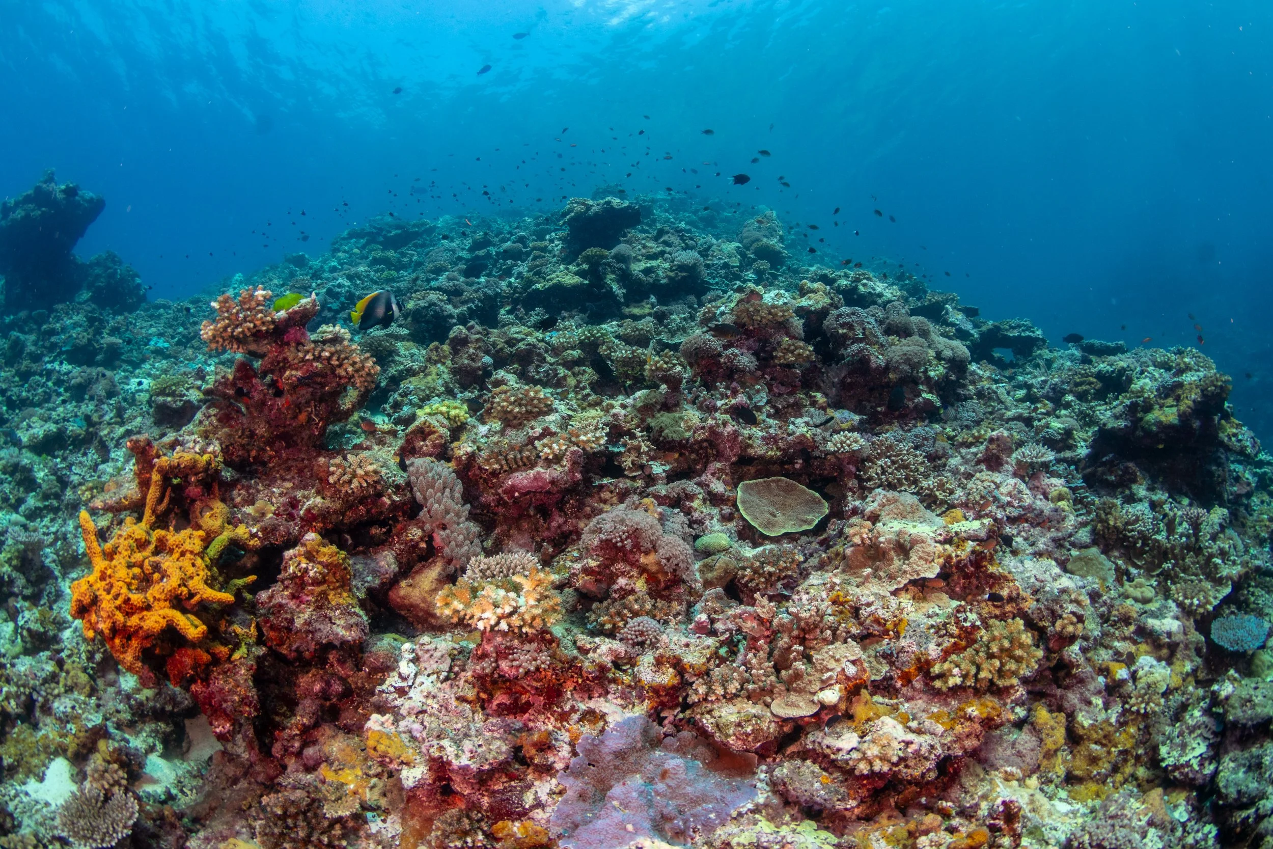 Solomon_Islands_2026-073.jpg
