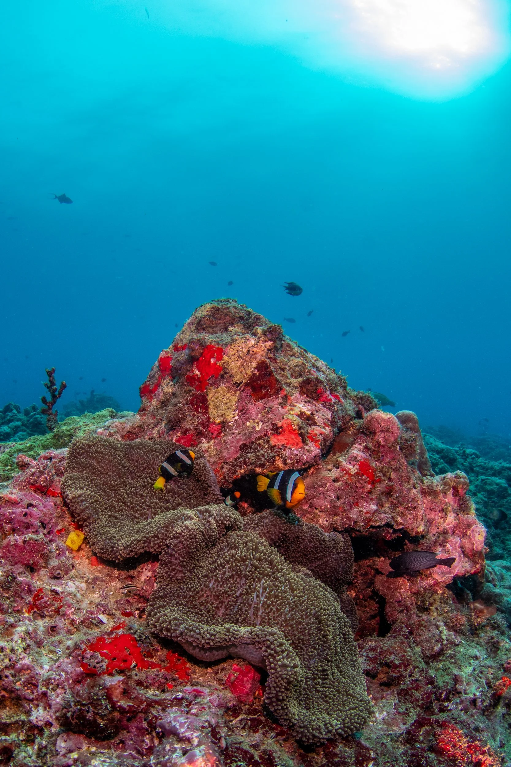 Solomon_Islands_2026-004.jpg