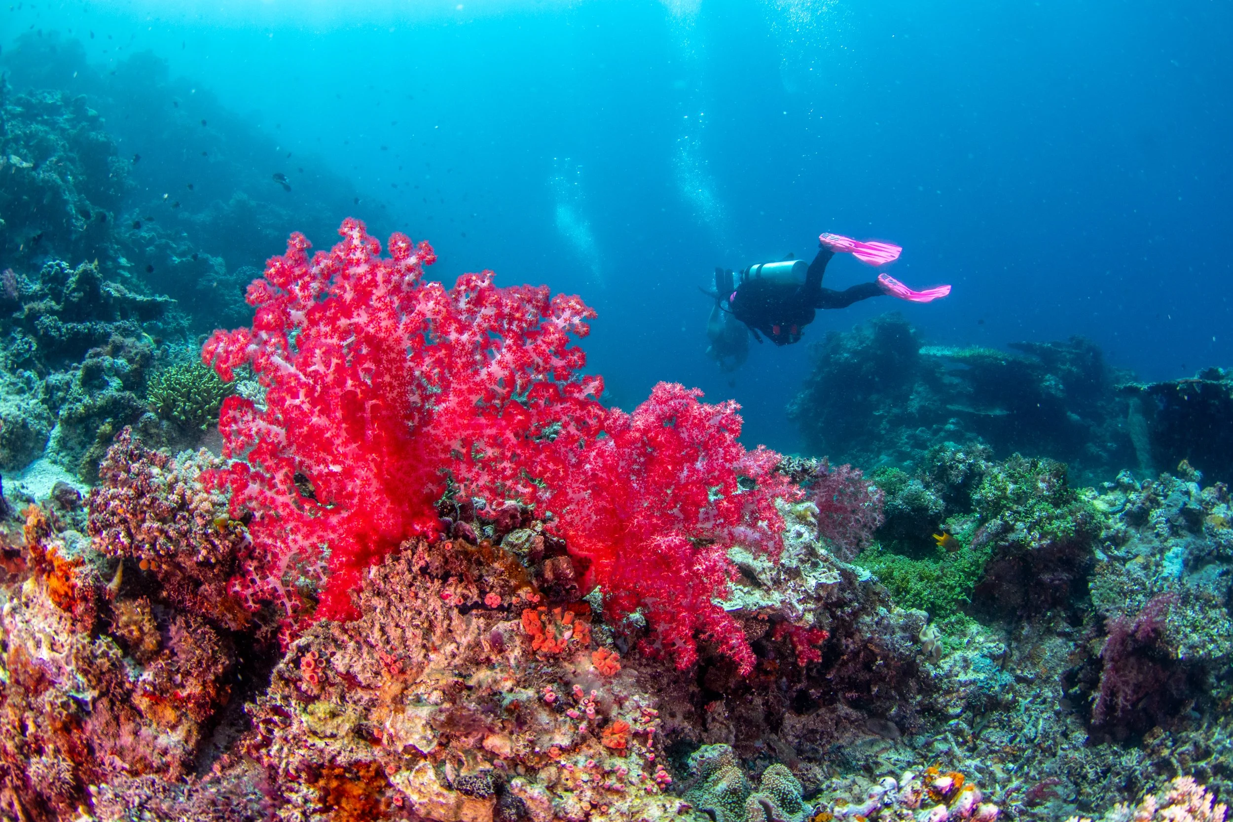 Solomon_Islands_2026-011.jpg