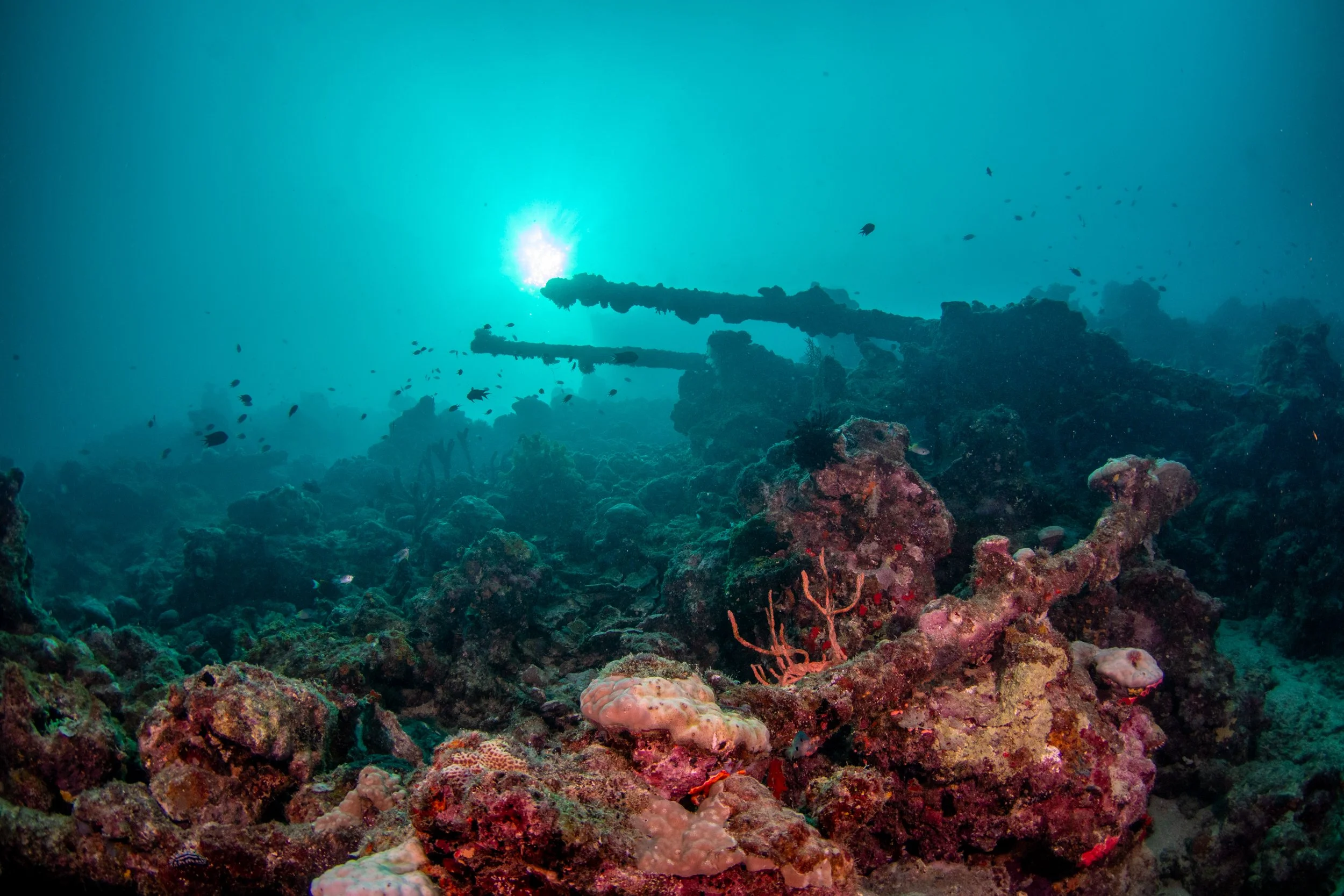 Solomon_Islands_2026-092.jpg