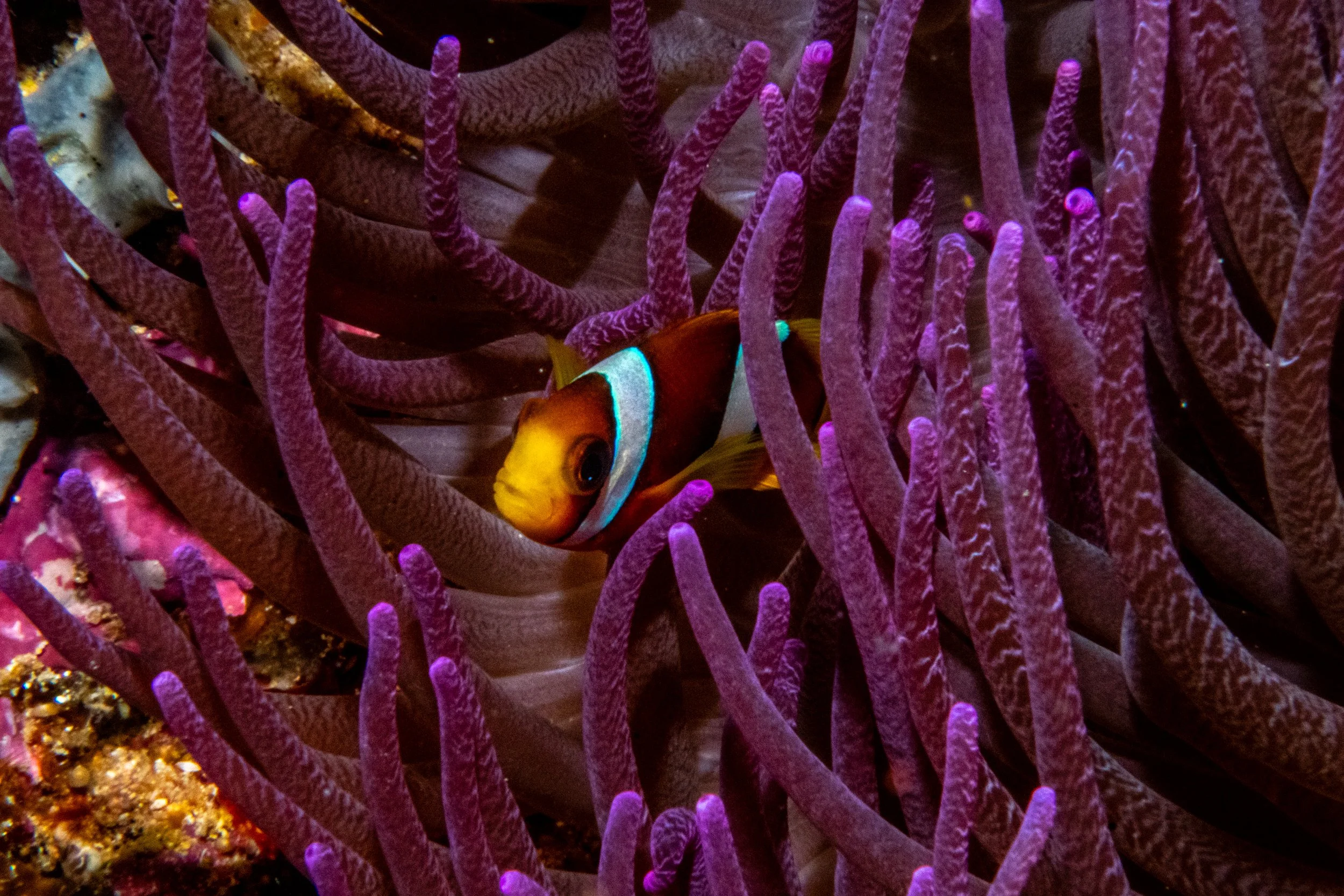 Solomon_Islands_2026-036.jpg