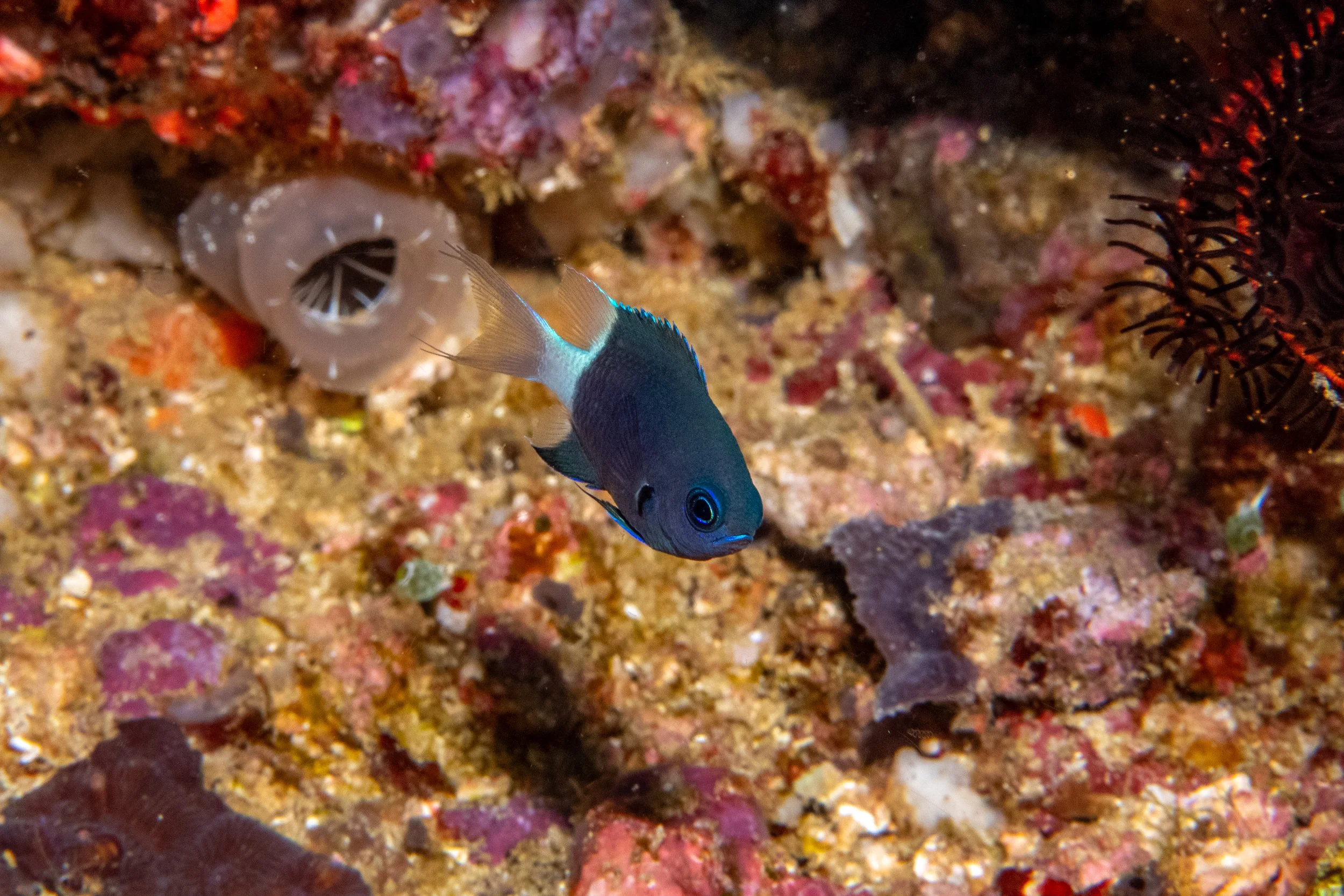 Solomon_Islands_2026-029.jpg
