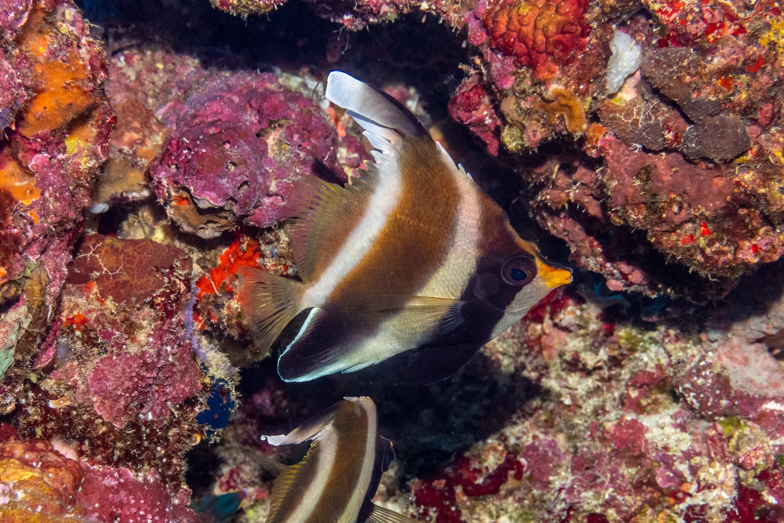 Solomon_Islands_2026-064.jpg