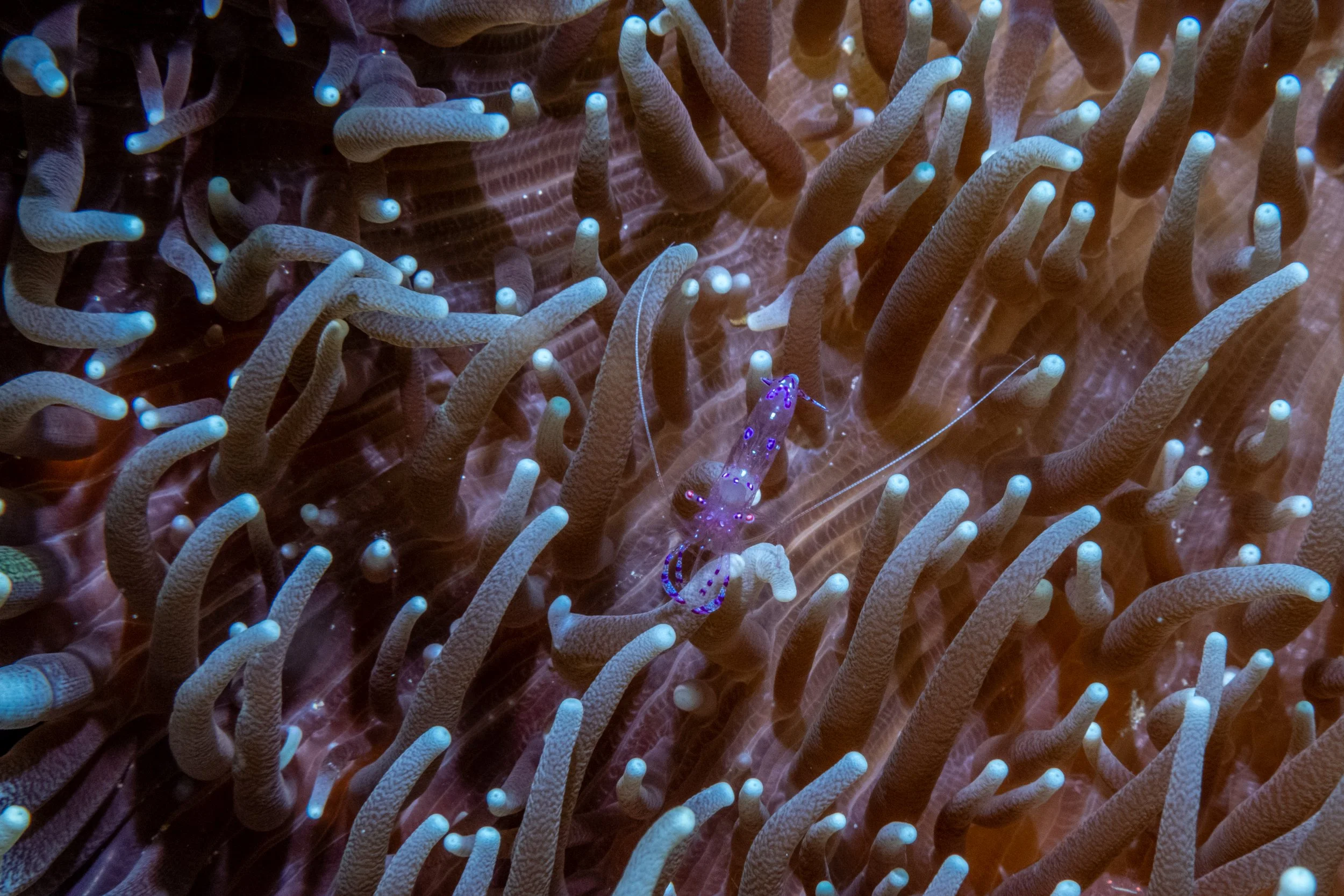 Solomon_Islands_2026-022.jpg