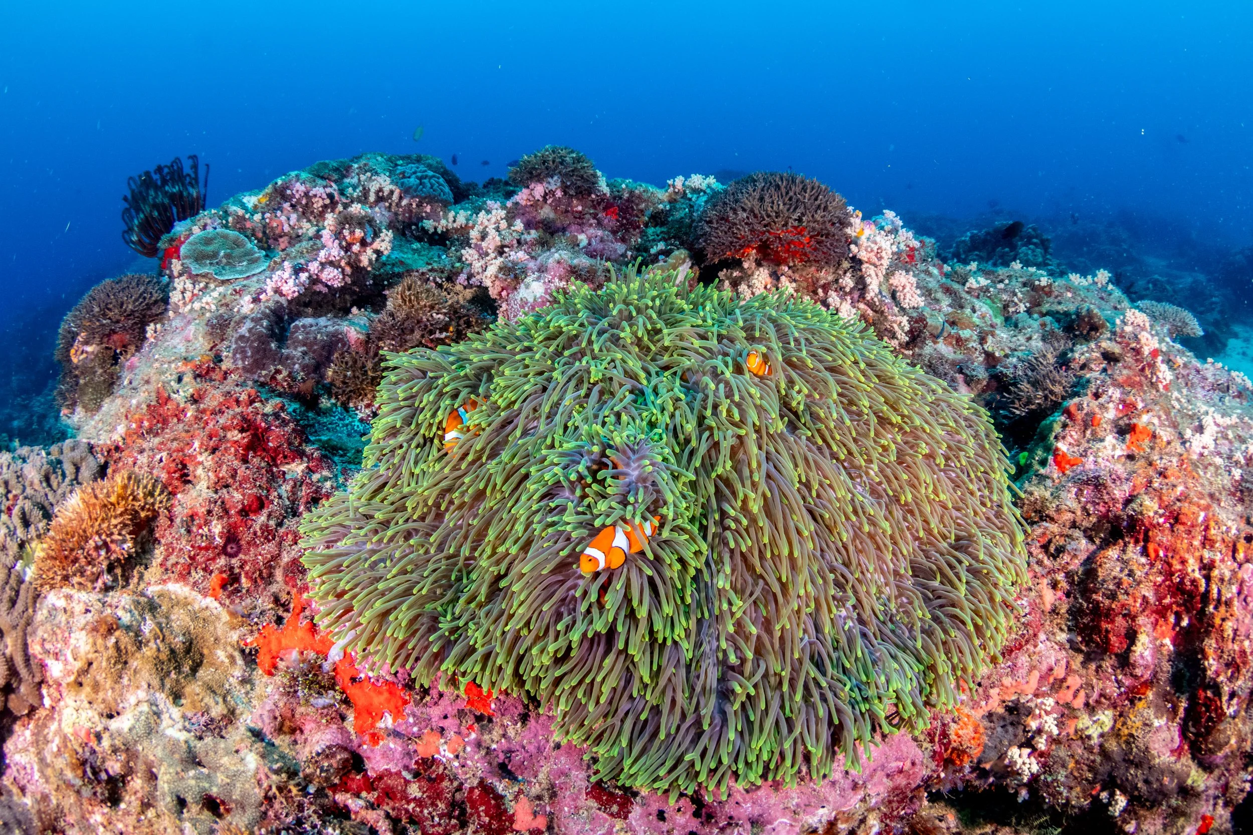 Solomon_Islands_2026-003.jpg