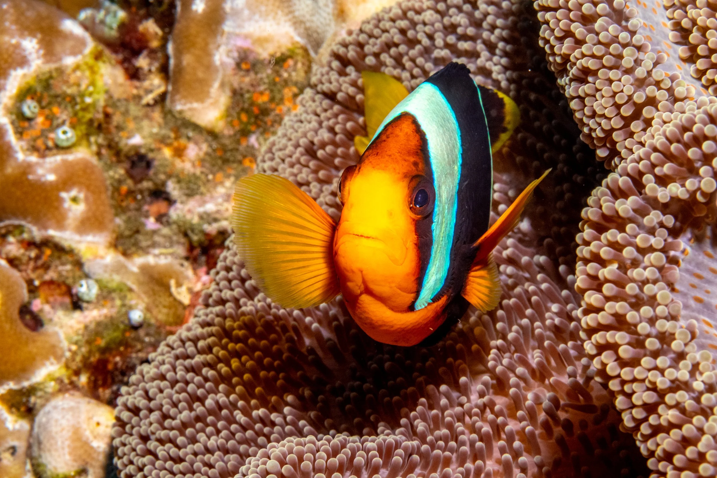 Solomon_Islands_2026-062.jpg