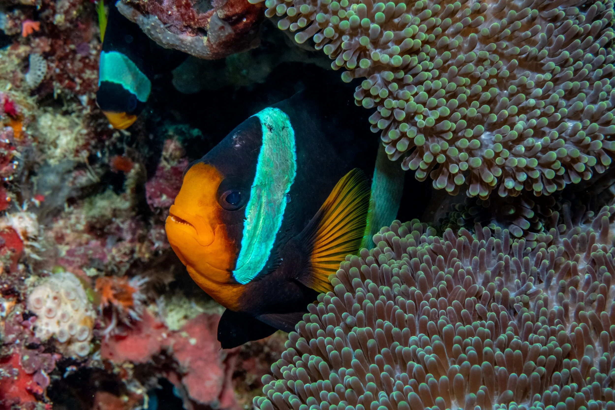 Solomon_Islands_2026-020.jpg