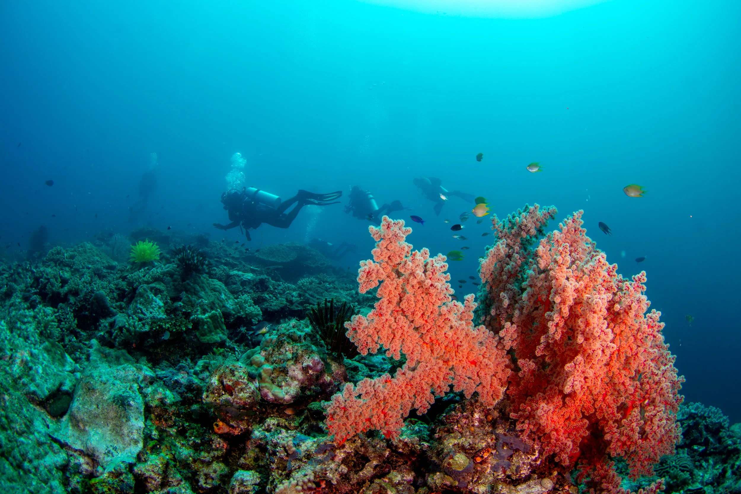 Solomon_Islands_2026-093.jpg