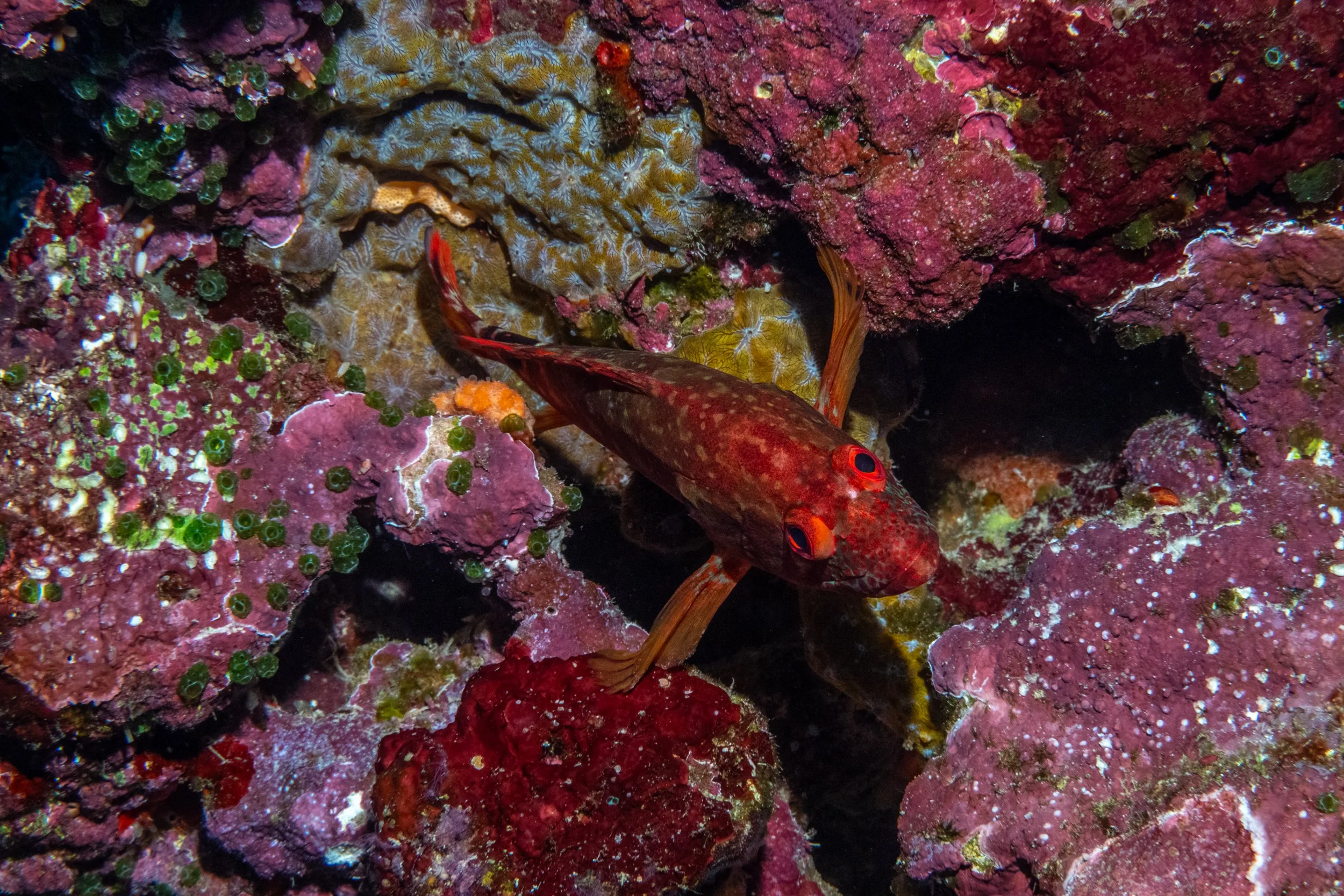 Solomon_Islands_2026-066.jpg