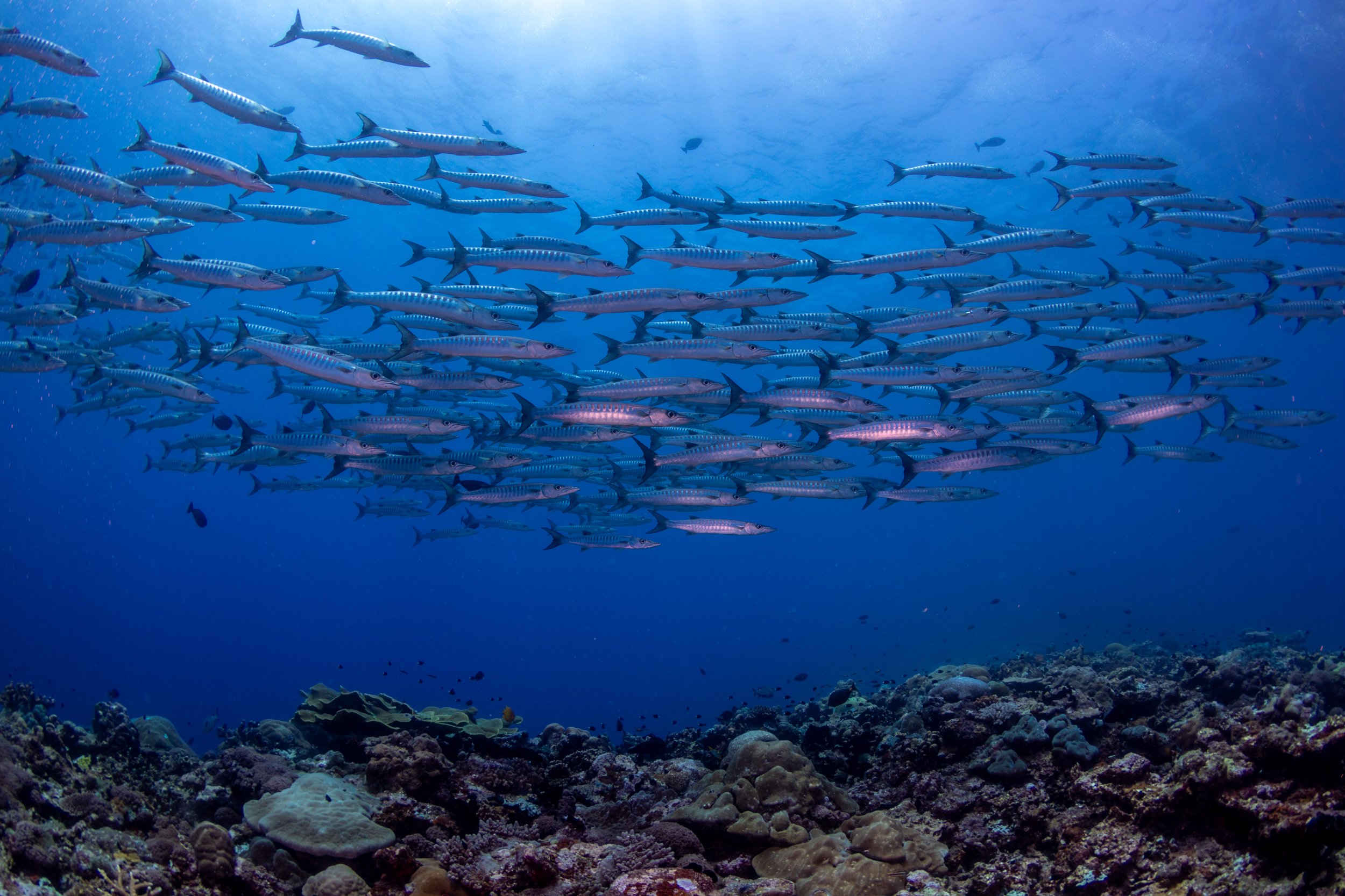 Solomon_Islands_2026-068.jpg