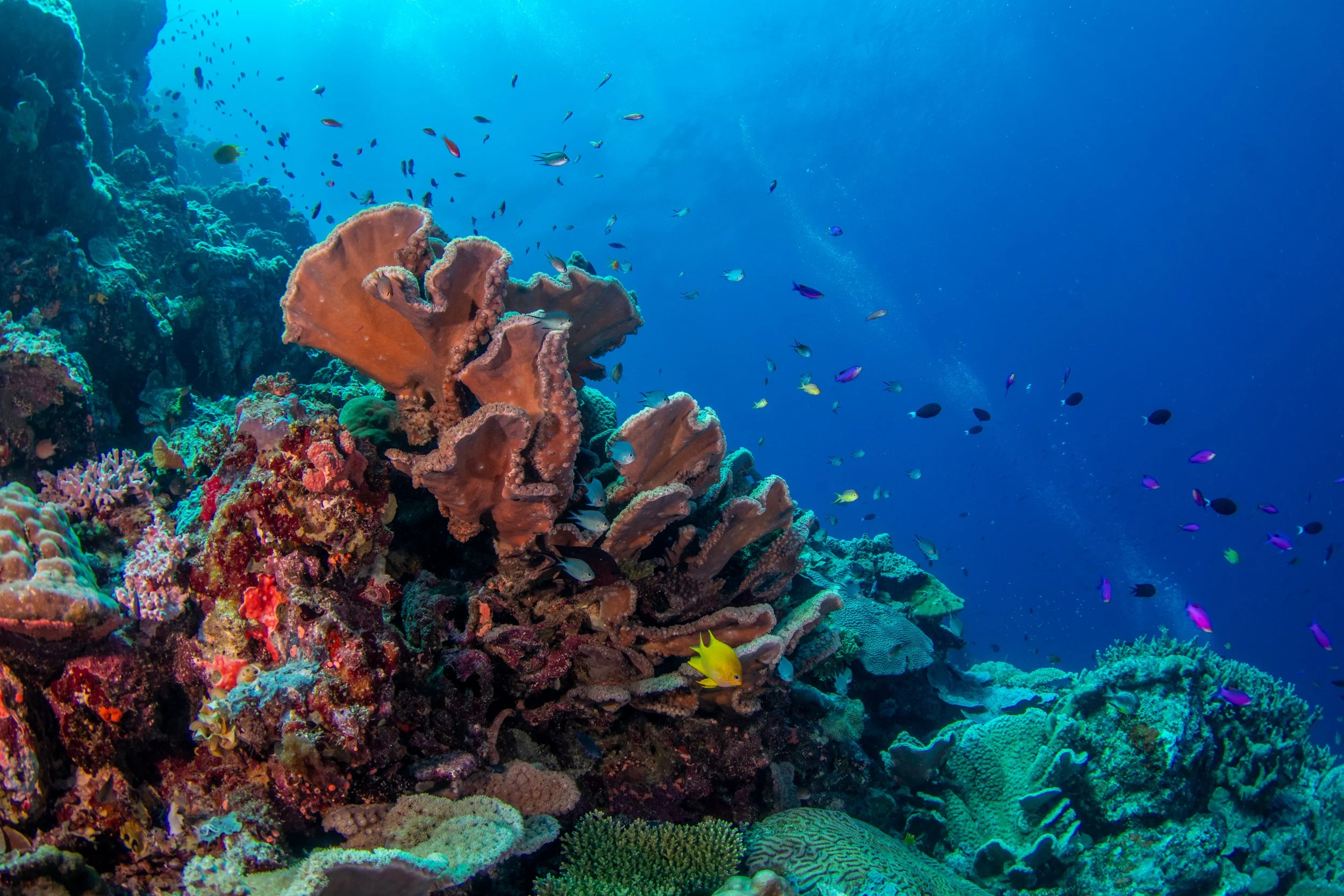 Solomon_Islands_2026-097.jpg