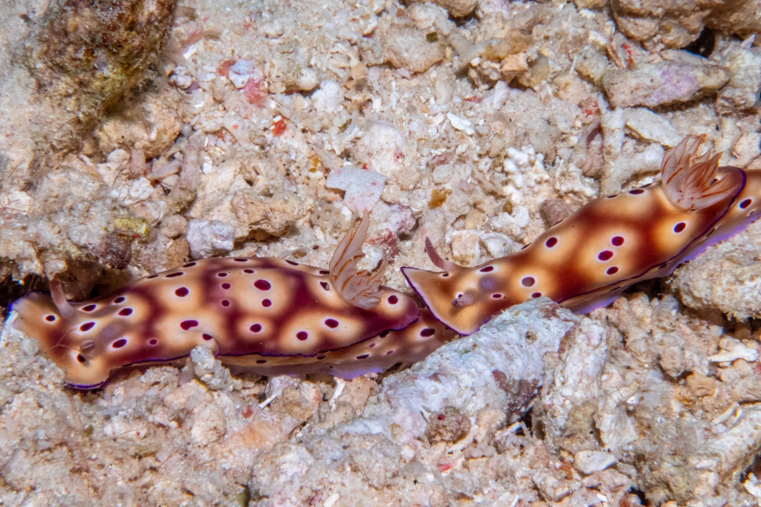 Solomon_Islands_2026-031.jpg