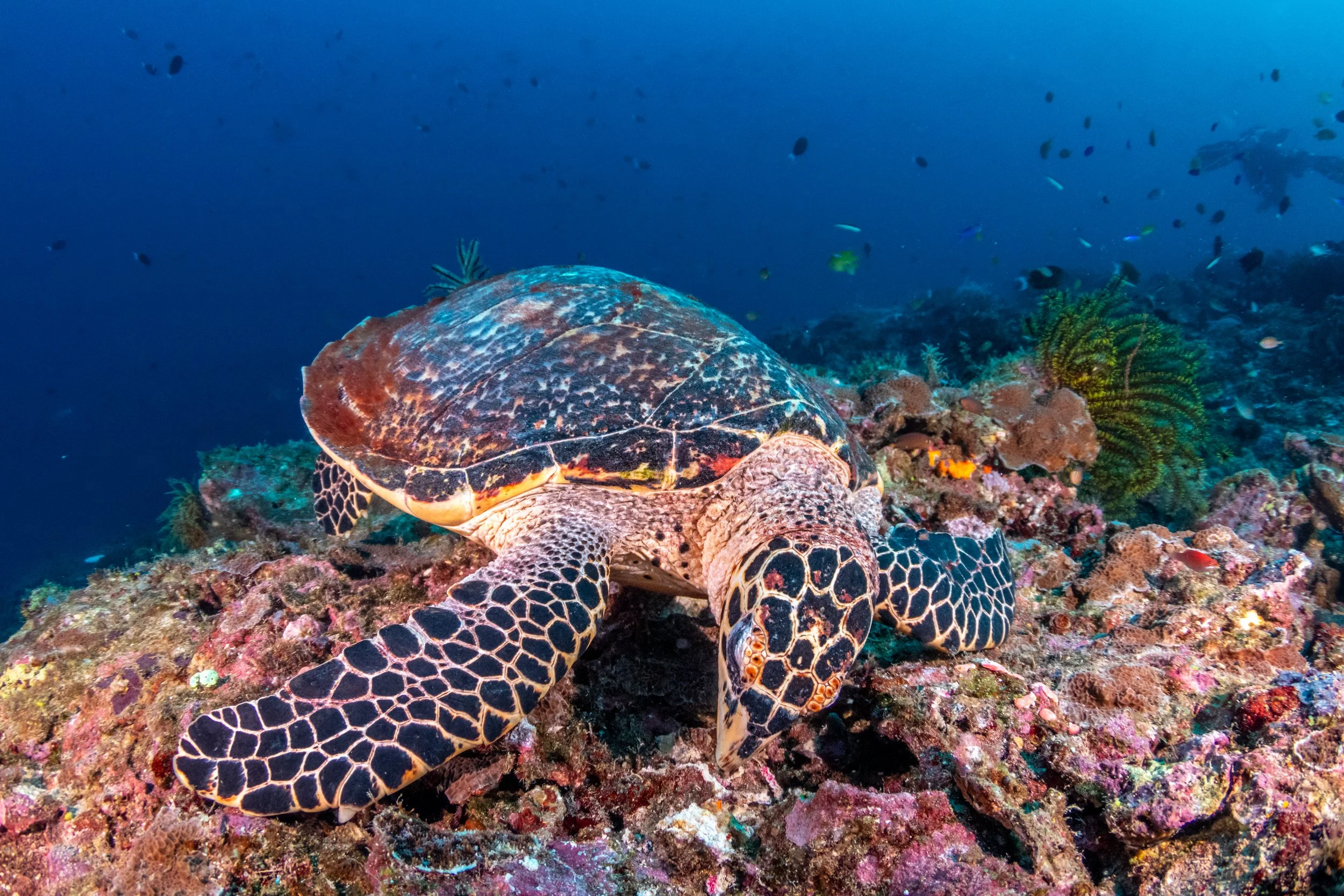 Solomon_Islands_2026-044.jpg