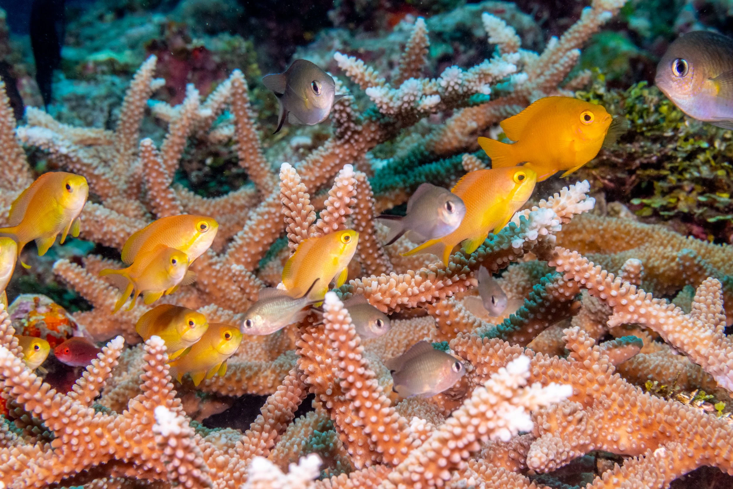 Solomon_Islands_2026-019.jpg