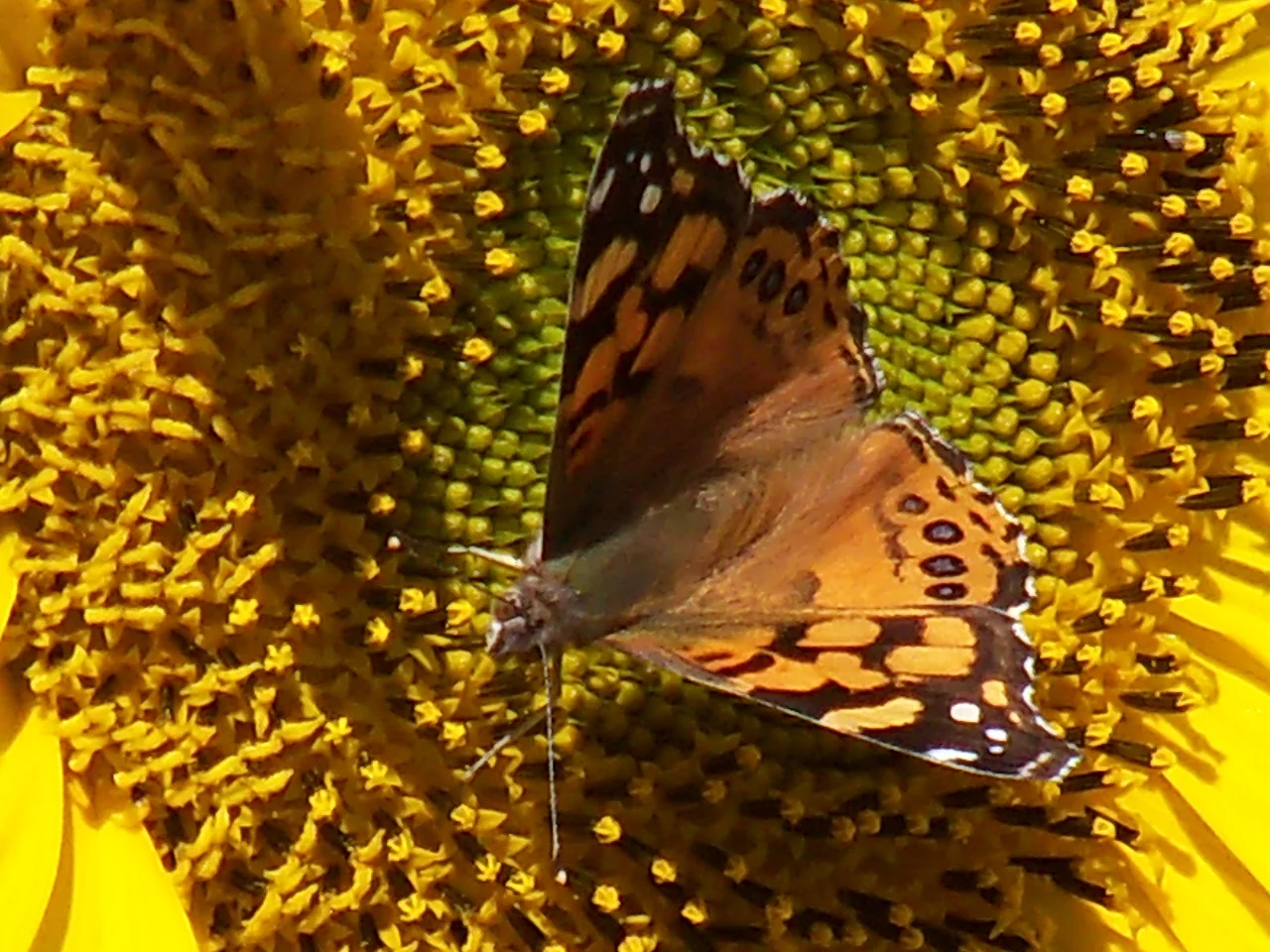 Sunflower and Butterfly1.JPG