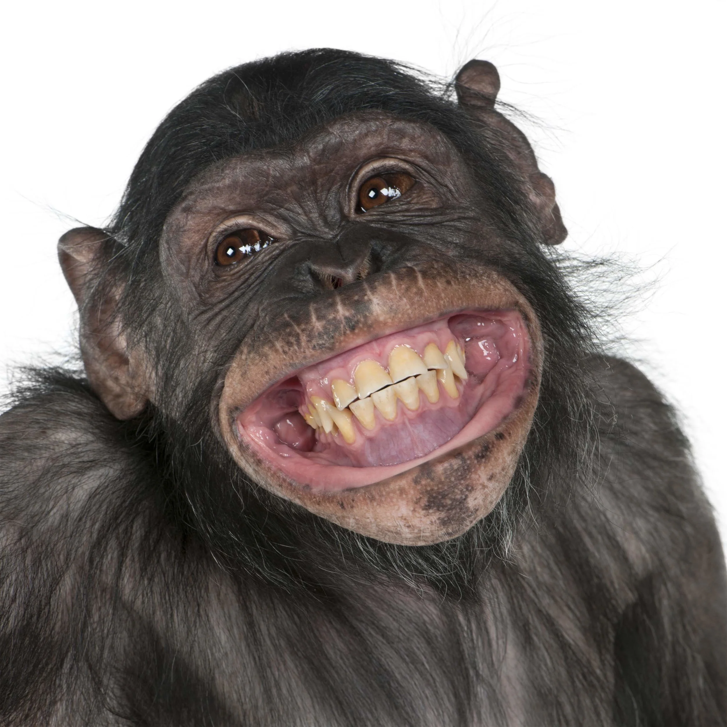 Chimp Smile 1.jpg