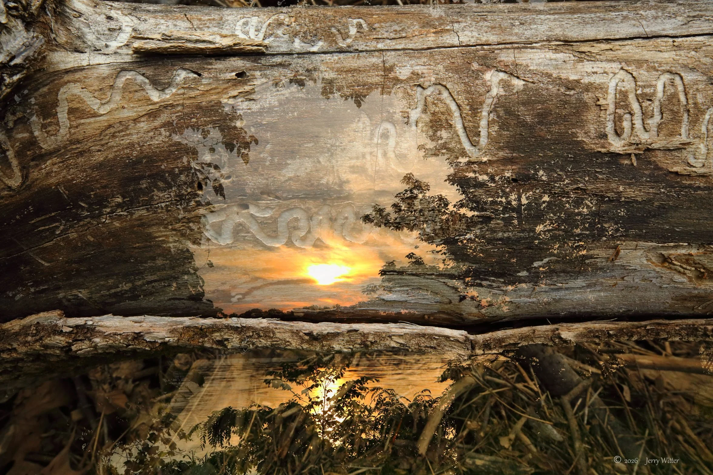 Driftwood Sunrise on The Missouri River