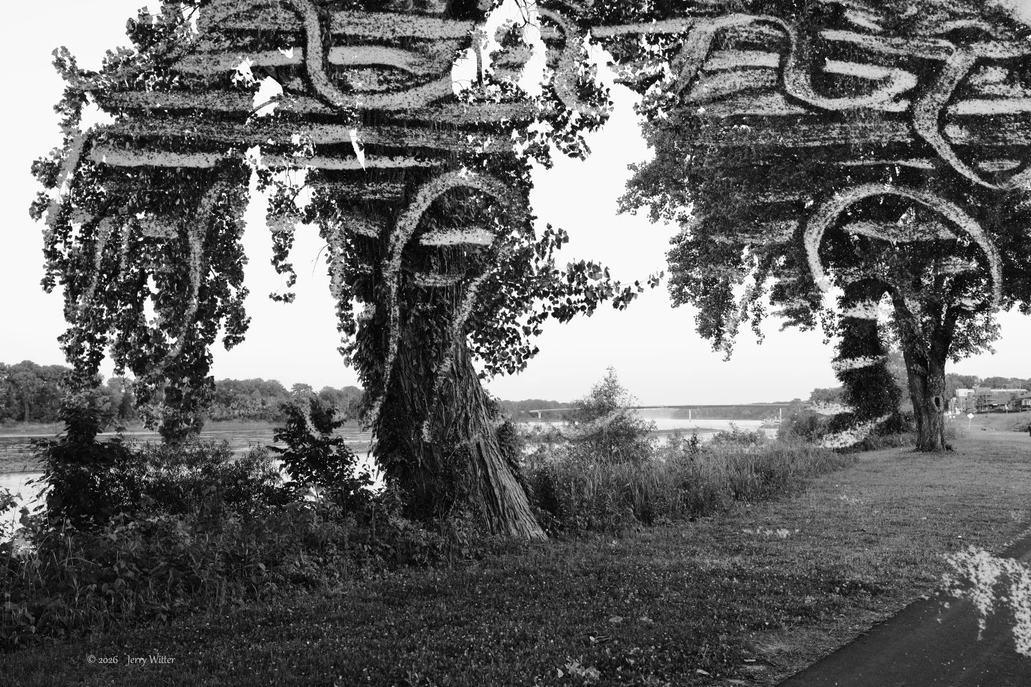 Two Trees Conversing - Double Exposure