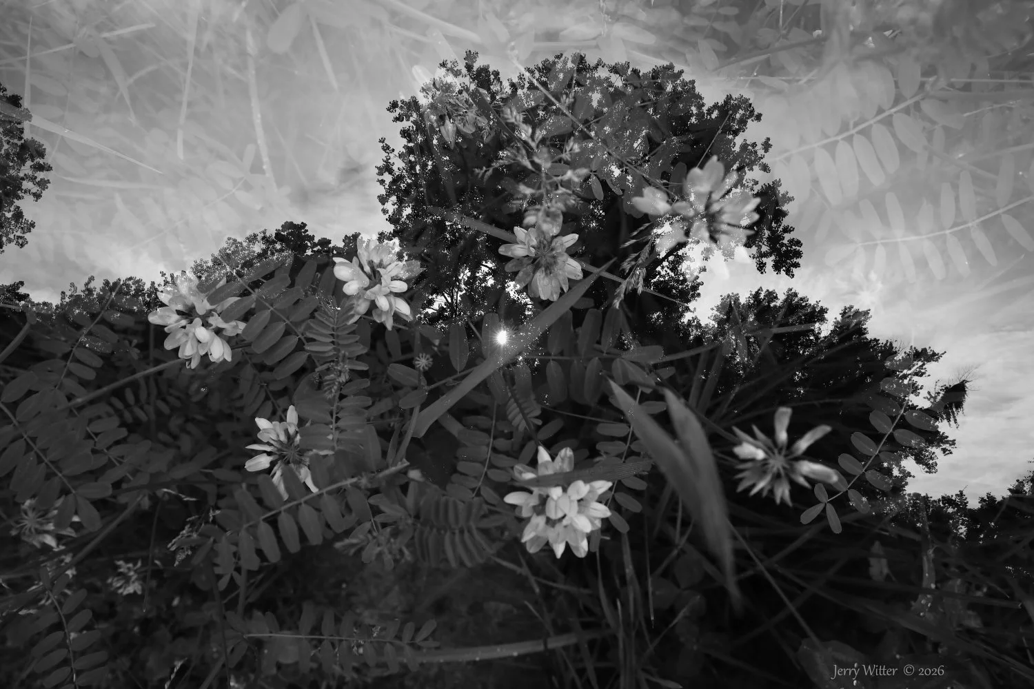 Flowering Landscape - Double Exposure