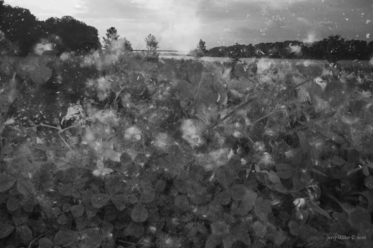 Nomadic Seeds - Double Exposure