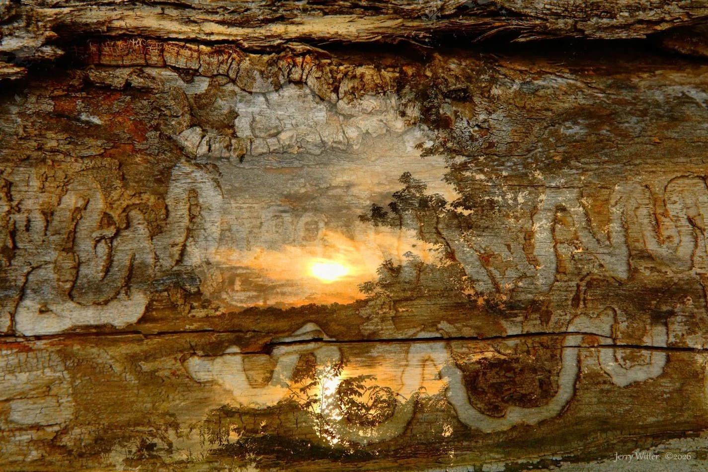 Sunrise Through A Driftwood Log- Double Exposure