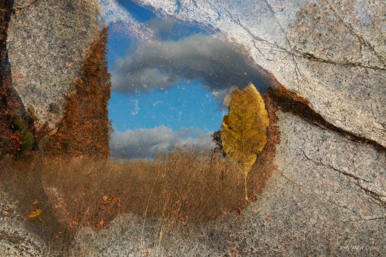 Last Leaf Standing