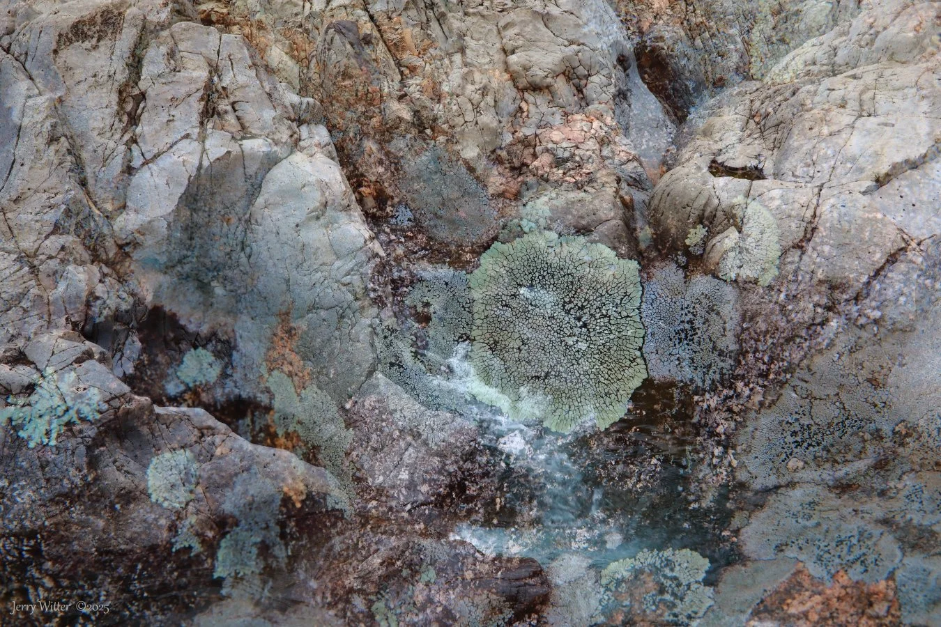 Shut In- Double Exposure Of Lichens and Pariedolia Image