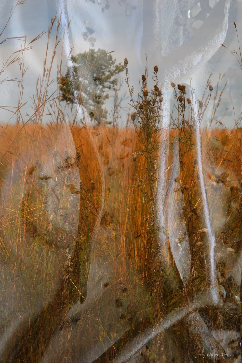 Memory of a Tree - Double exposure