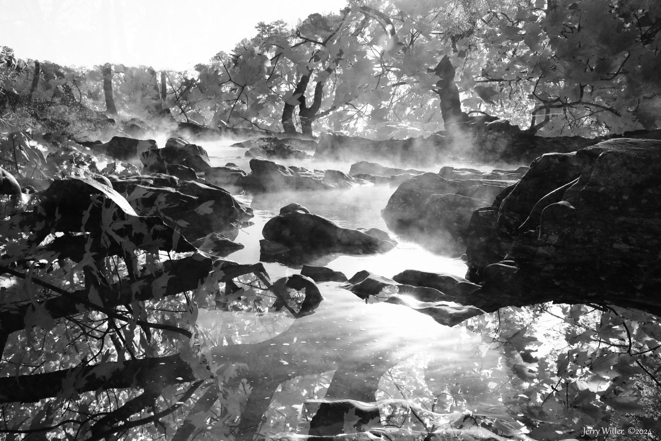 Water Tree - Double Exposure
