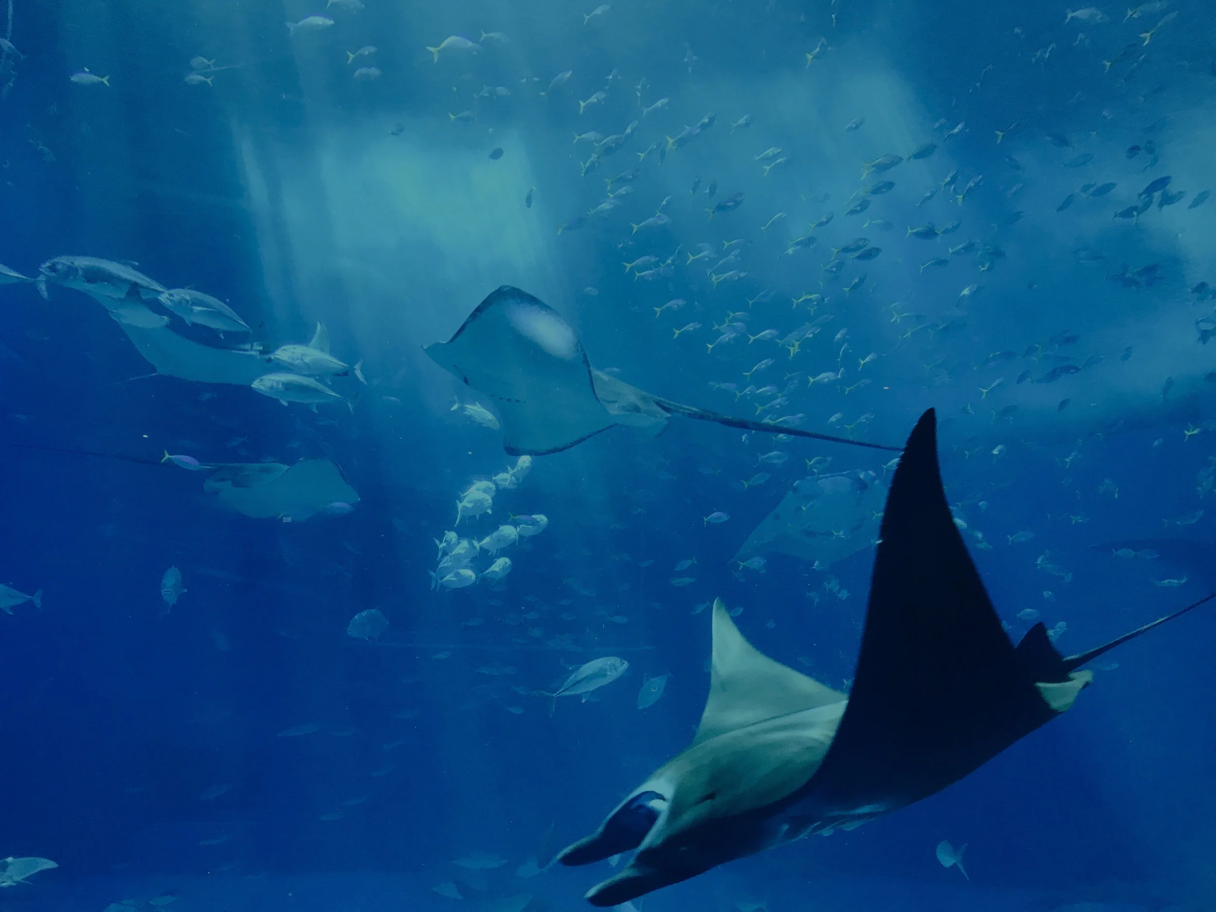 mobilechallenge-animals-aquarium-889929_dark.jpg